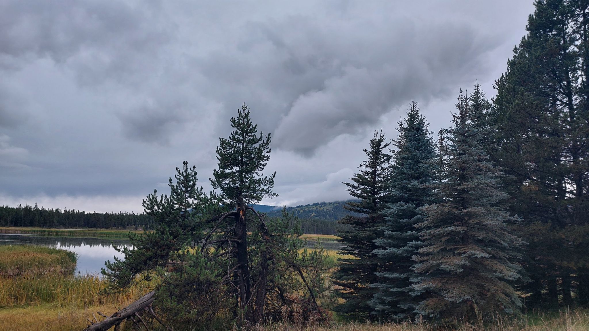 Tall pine trees stand beside a lake with a dark, cloudy sky overhead. - River Trail and Ranch Loop