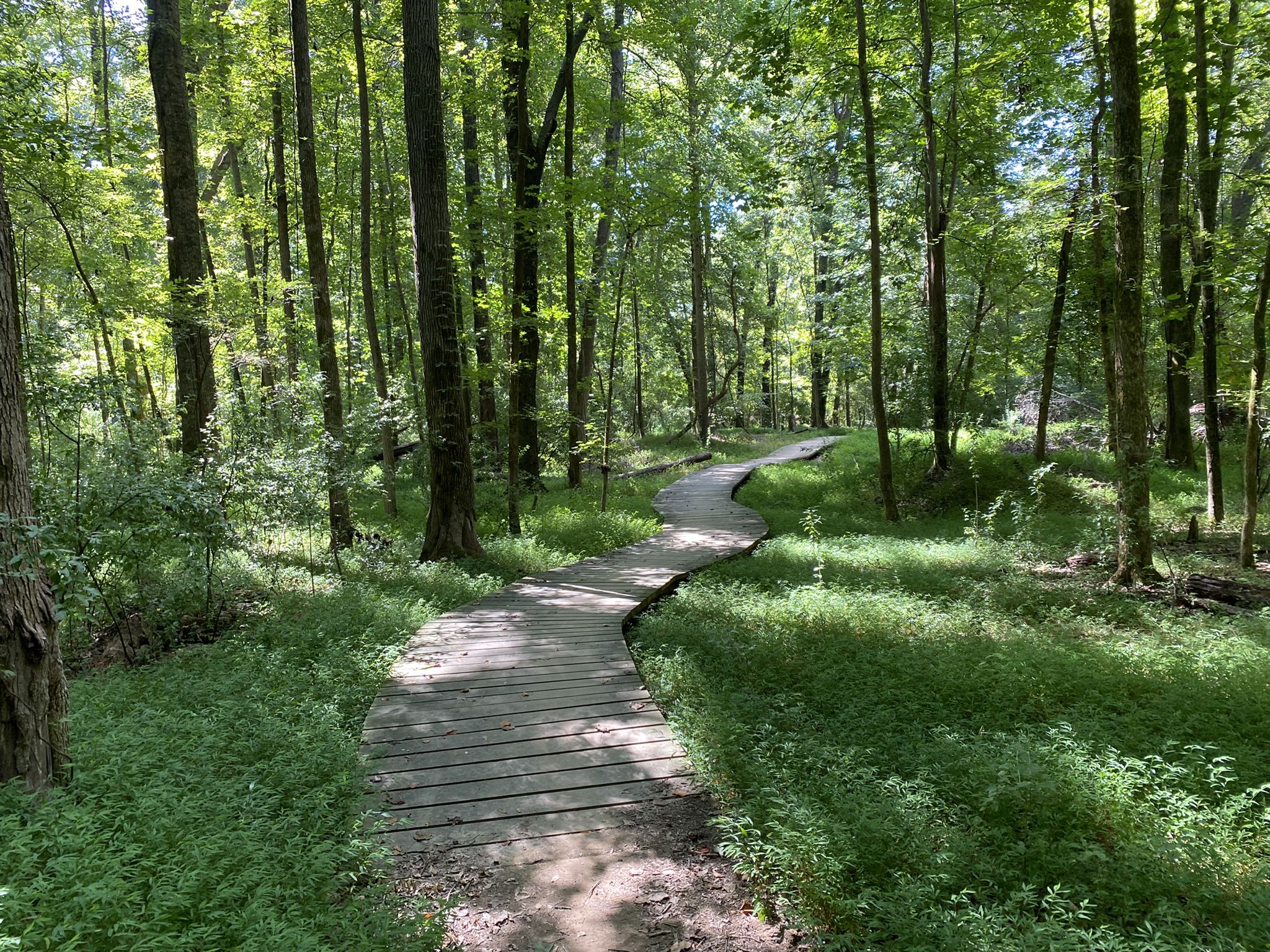 Winding wooden boardwalk through a lush, sun-dappled green forest. - Fort Hill Trifecta loop
