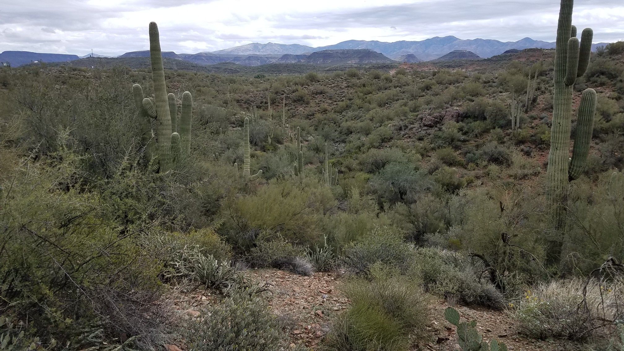 Desert landscape with saguaro cacti and distant mountains under a cloudy sky. - Black Canyon Trail Loop from High Desert Park