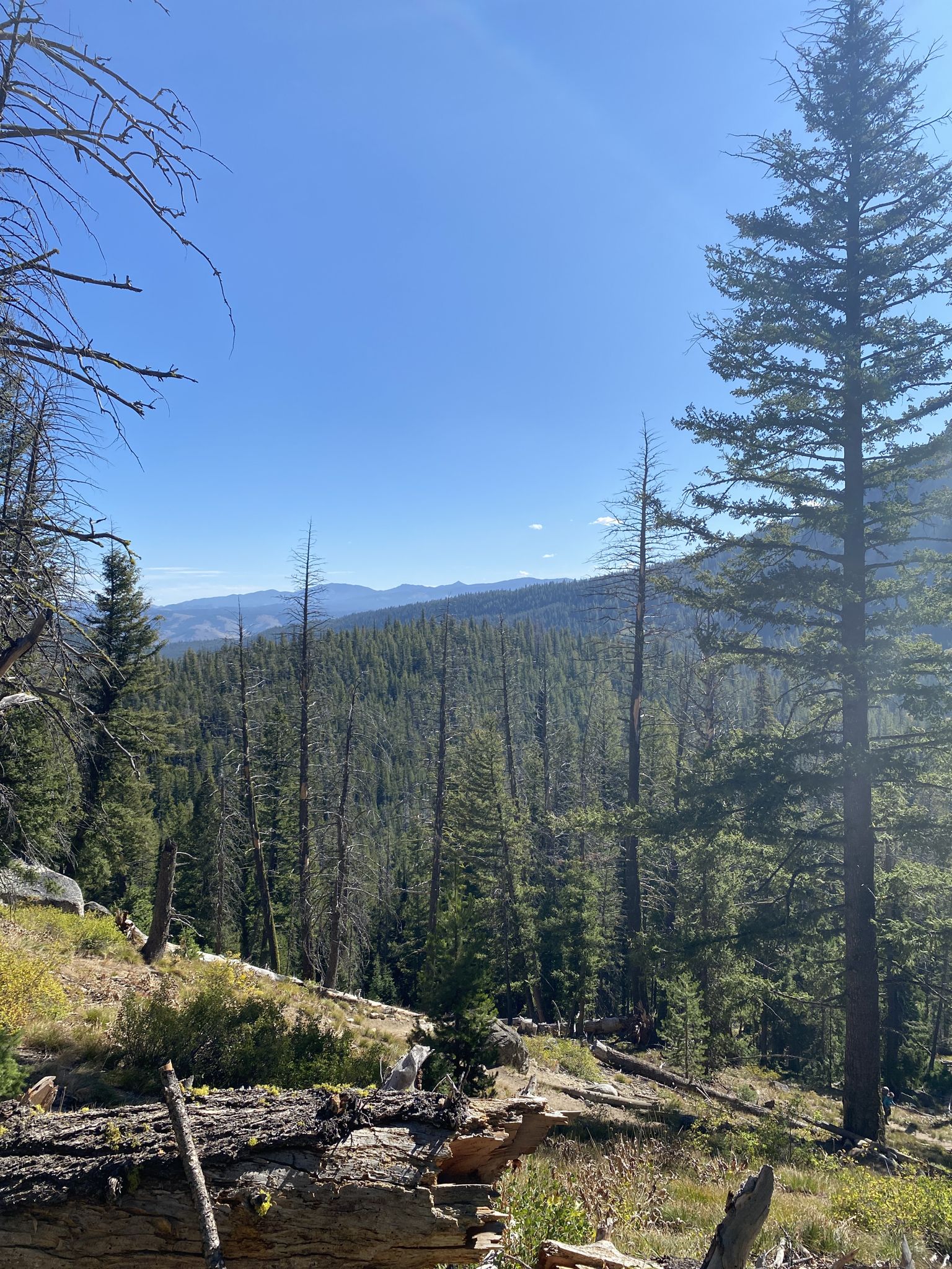 Expansive view of a dense forest covering rolling hills under a clear sky. - Iron Creek-Stanley Lake Trail