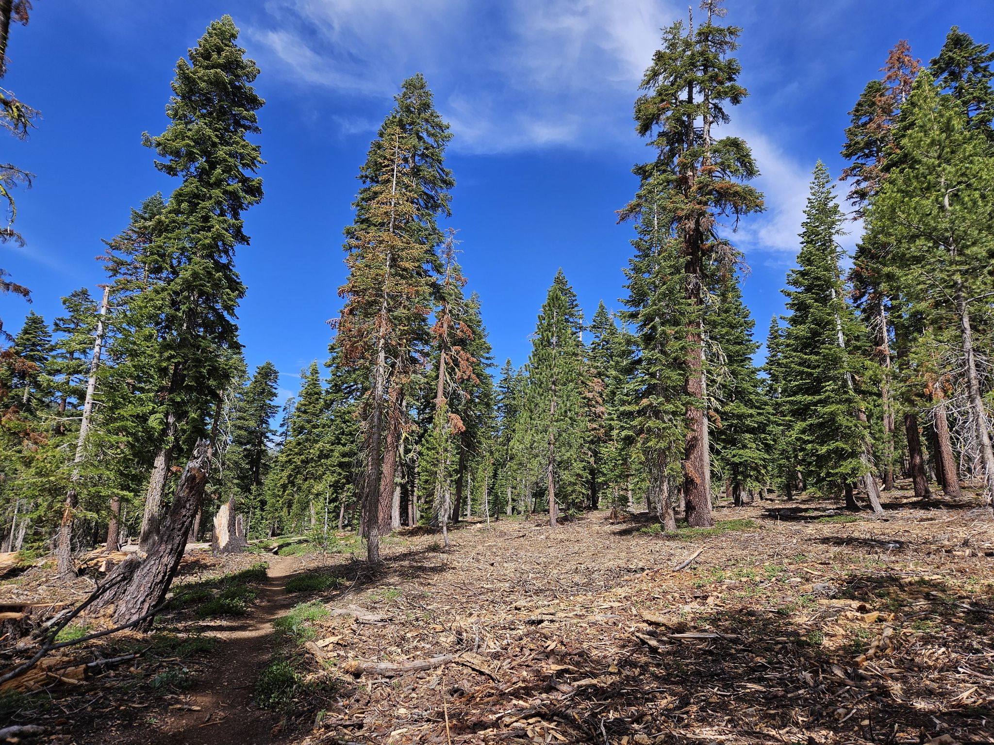 Tall pine trees in a sunny forest with a clear blue sky. - Watson Lake & Tahoe Rim Trails