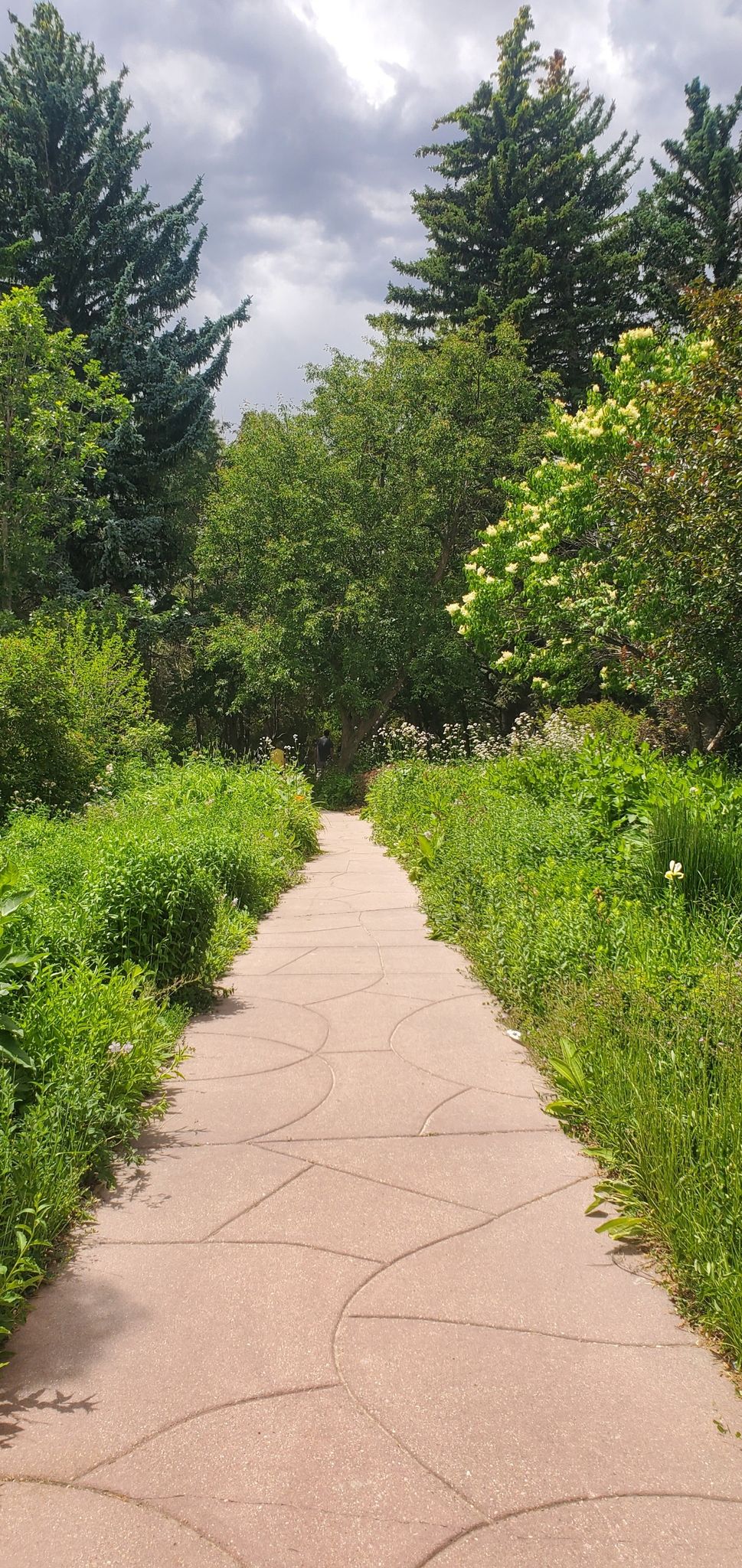 Paved path winding through lush green plants under a cloudy sky. - Lions Park Loop