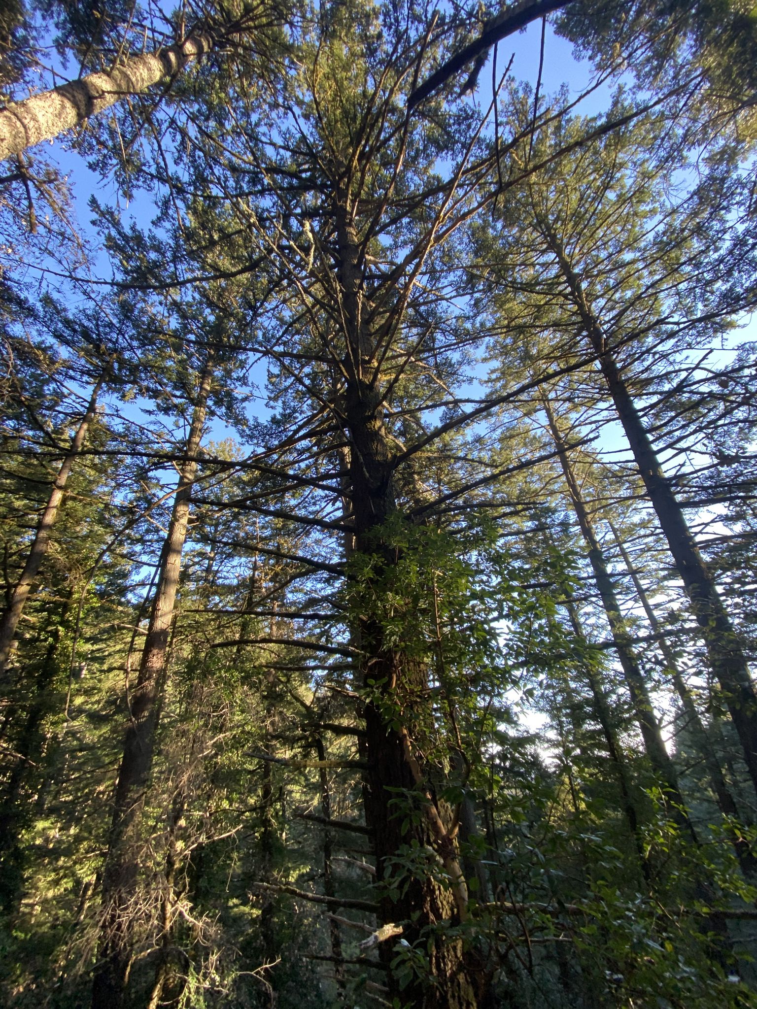 Looking up at a very tall tree with a clear blue sky above. - Sierra Morena, Gordon Mill, Timberview, and Steam Donkey Loop