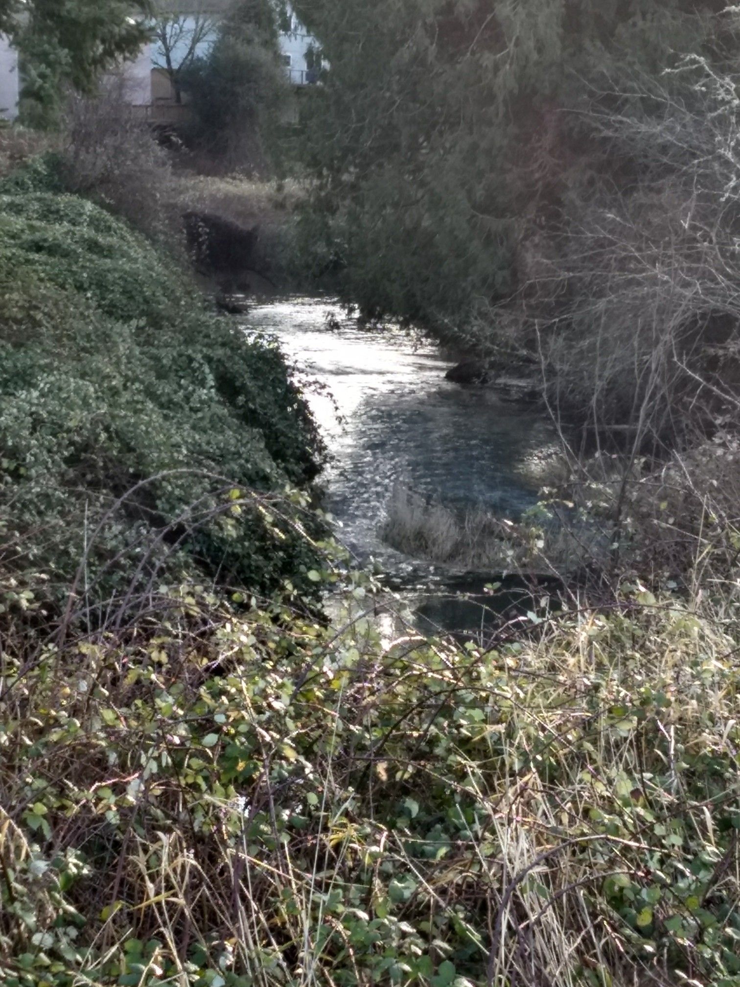 Sunny stream flowing through overgrown banks with dense green and brown brush. - Springwater Trail – Main City Park loop from Gresham