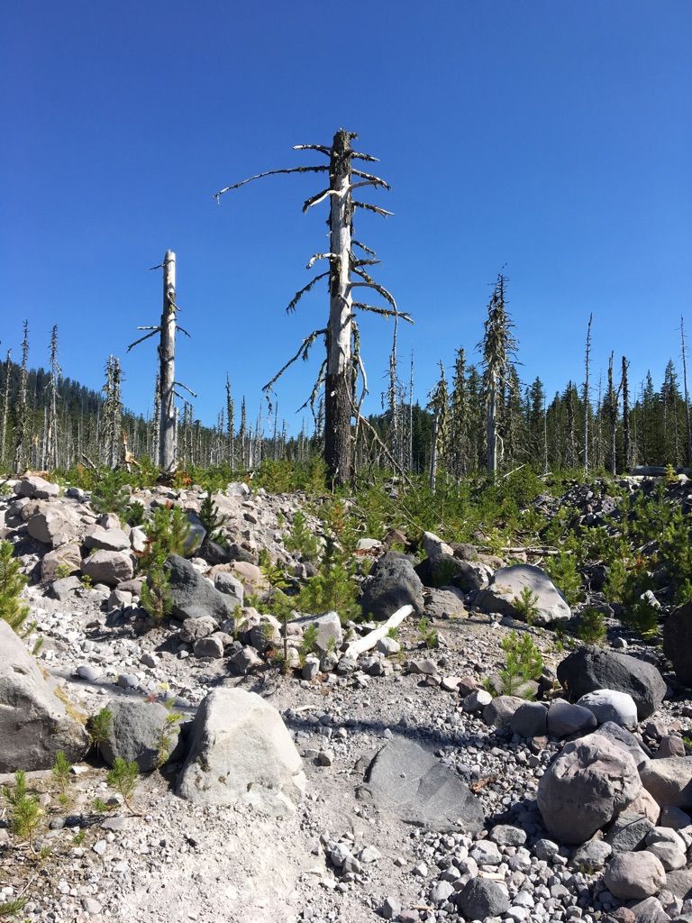 Rocky, barren landscape with tall dead trees under a clear blue sky. - Toutle Trail