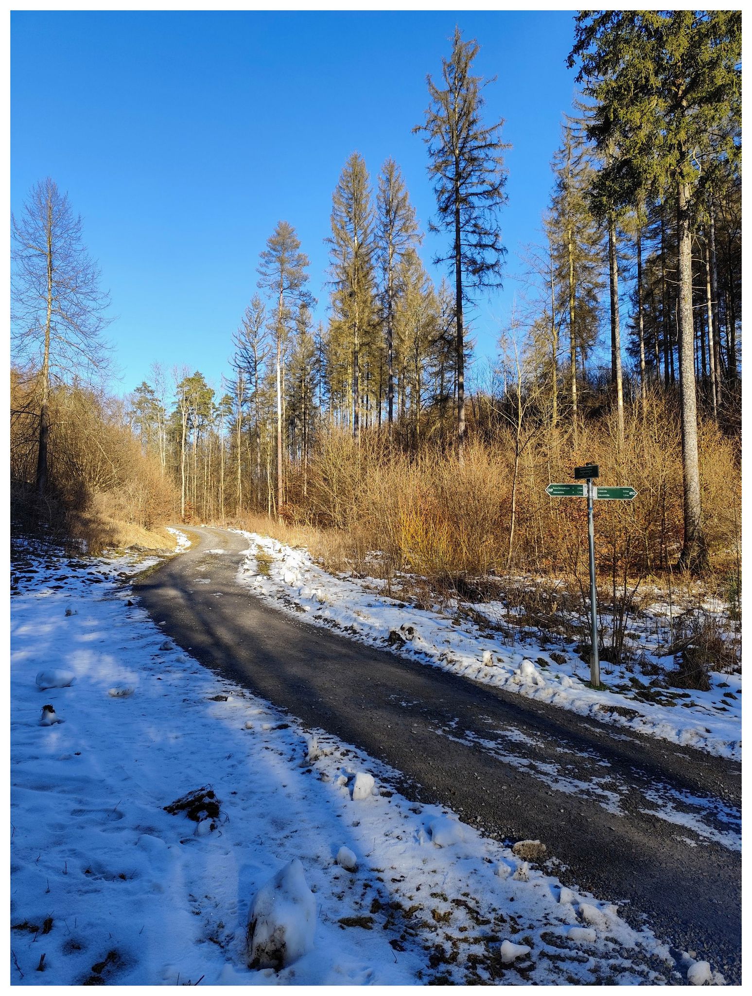 An der Kreuzung Bismarcktanne (Die Tanne wurde leider von Kyrill gefällt)