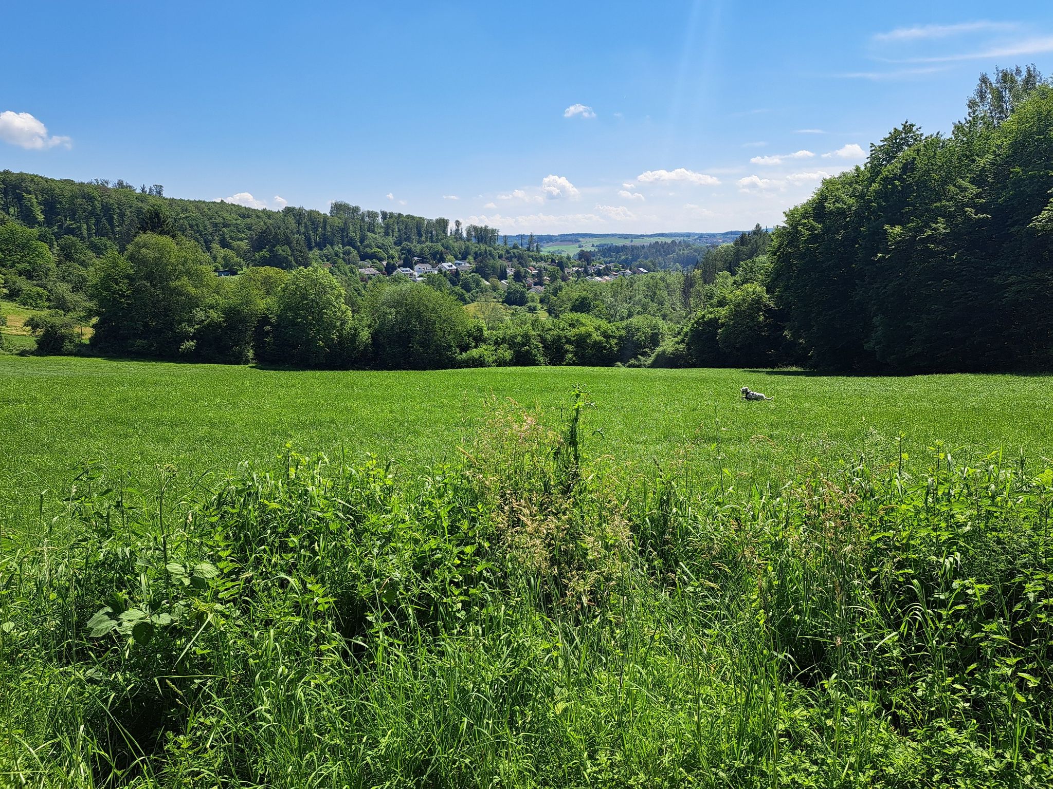 lichte wiesen um waldhilsbach