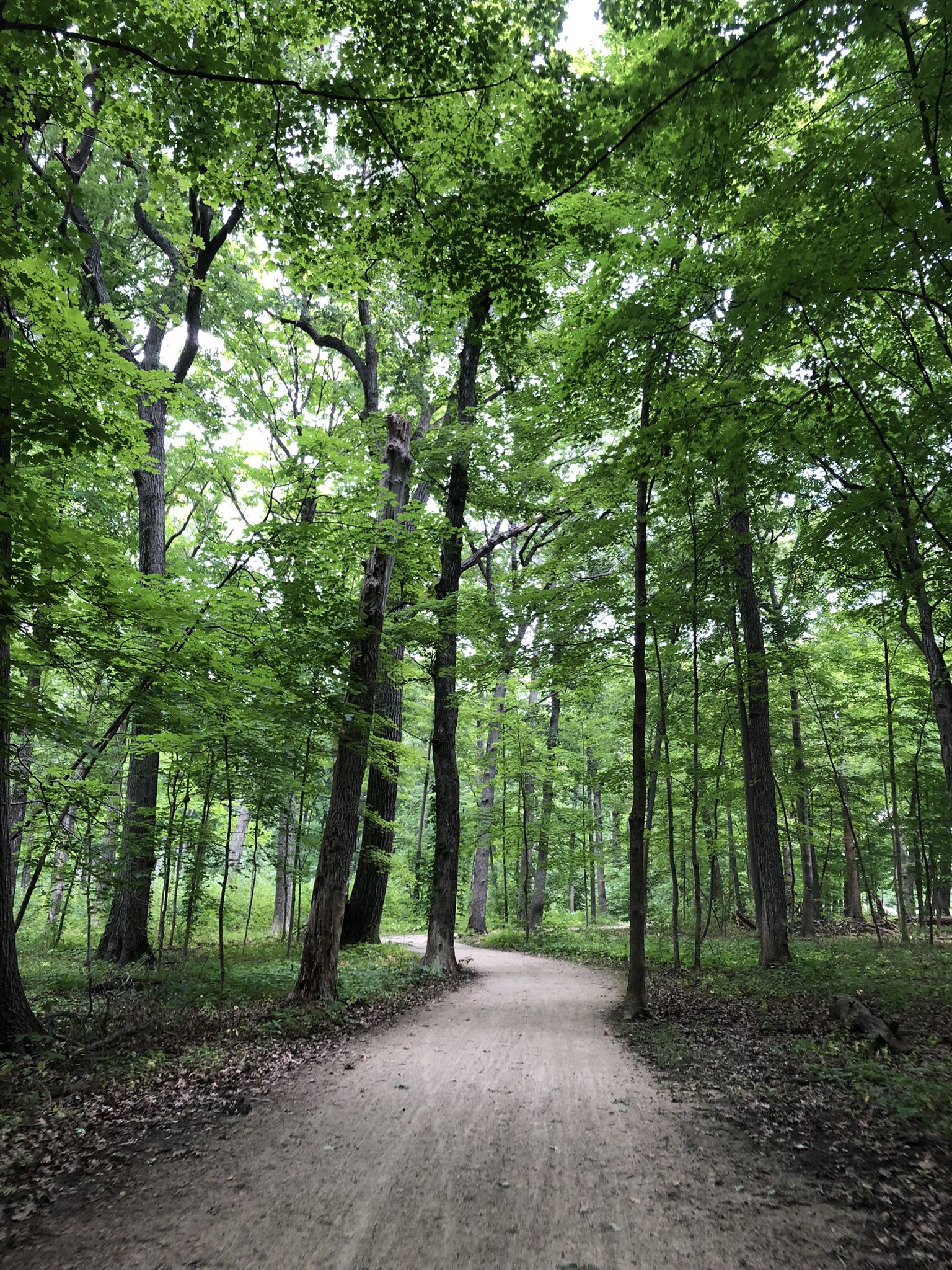 Winding dirt path through a dense, sun-dappled green forest. - Des Plaines River Trail – Half Day Forest Preserve Ponds loop from Adlai E Stevenson High School