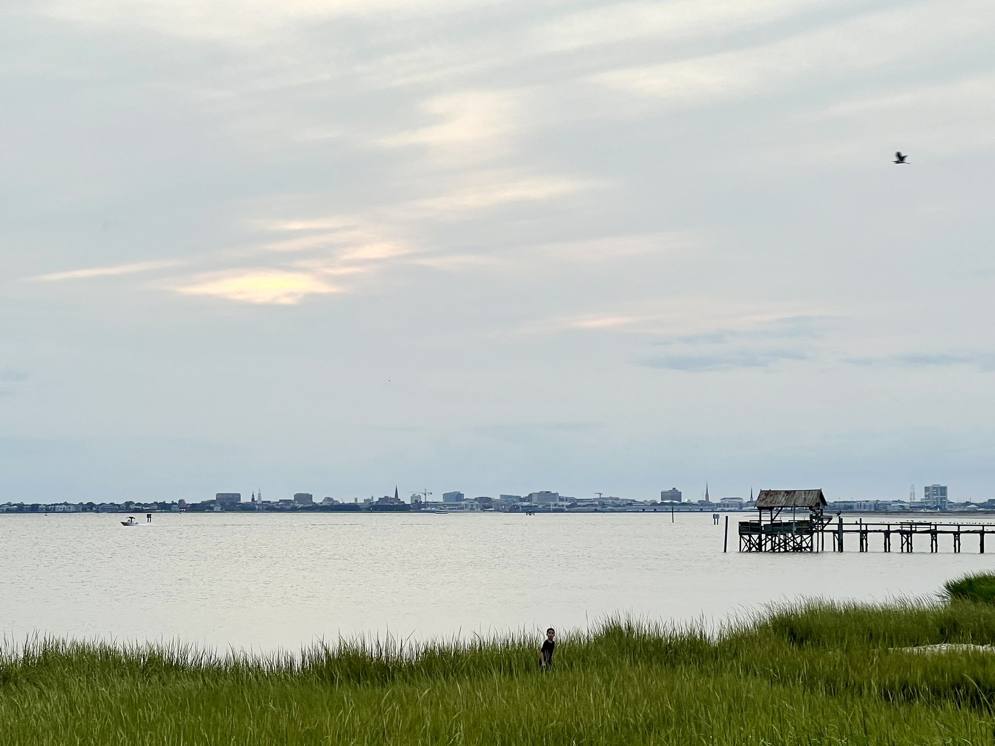 Calm water with a distant city skyline and a pier under an overcast sky. - Pitt Street Bridge