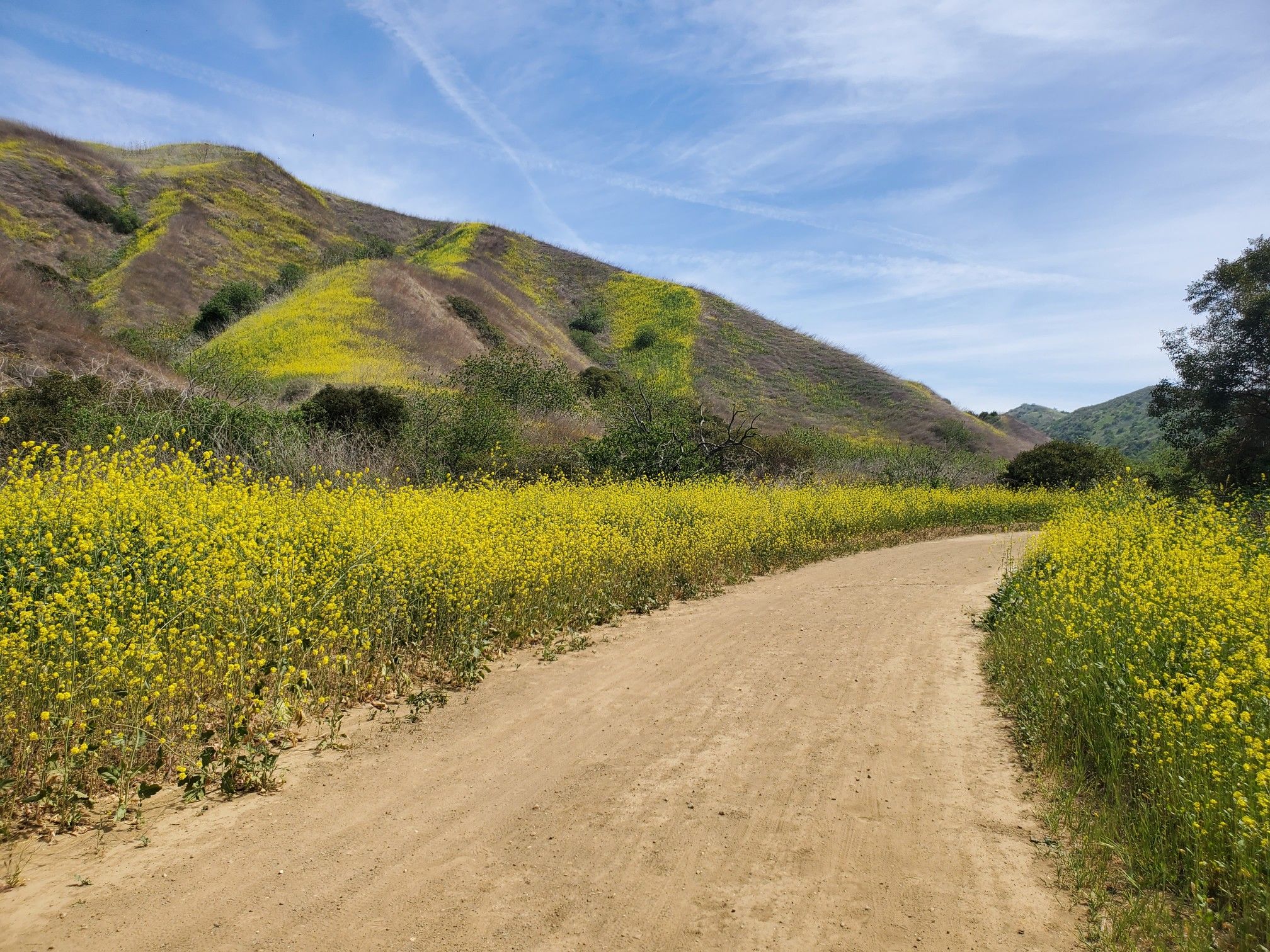 Dirt path winding through vibrant yellow wildflowers and green hills under blue sky. - Telegraph Canyon North Ridge Loop Trail
