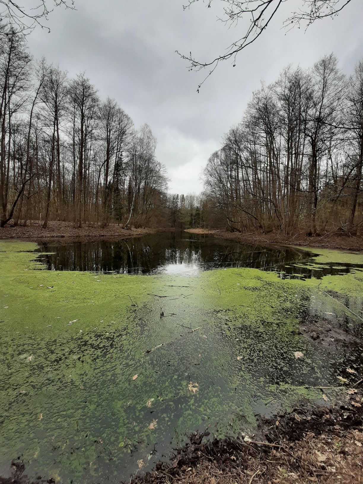 Teich 2