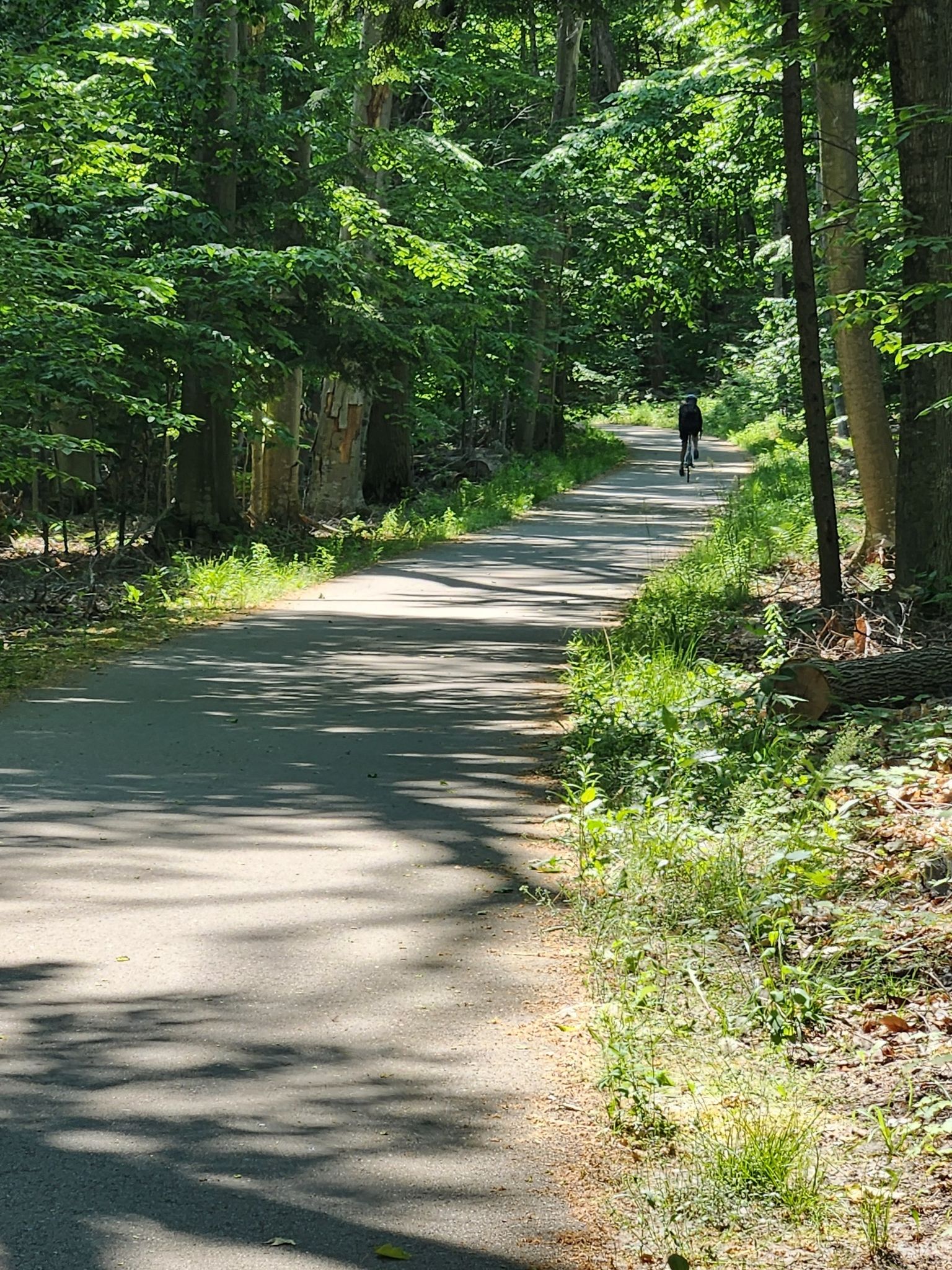 A person cycles on a sunny, tree-lined paved path with dappled light. - Glen Arbor – Windy Moraine Trailhead loop from Empire