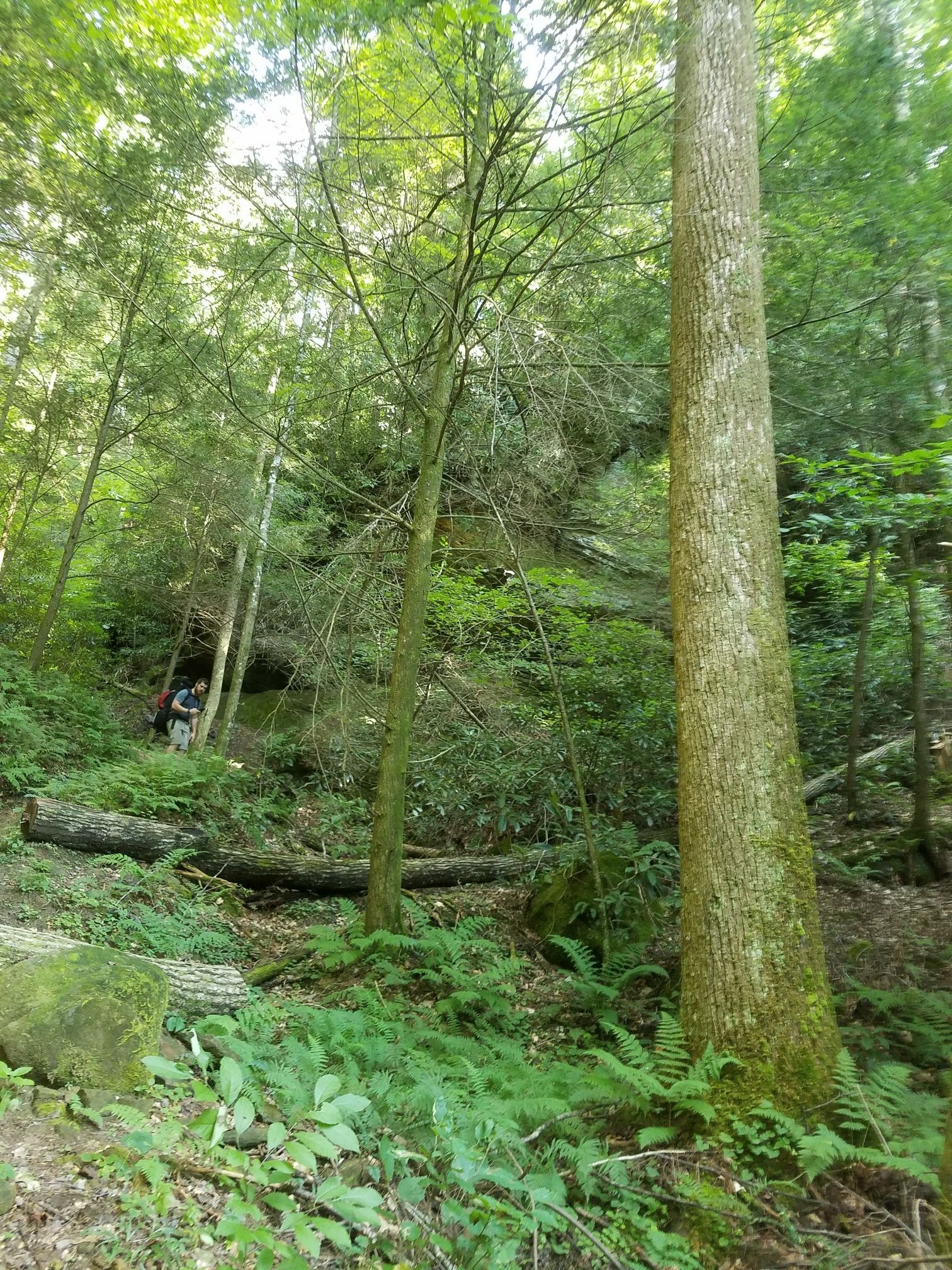 A hiker ascends a lush, green forest hillside with tall trees and ferns. - Koomer Ridge and Rough Trail Loop