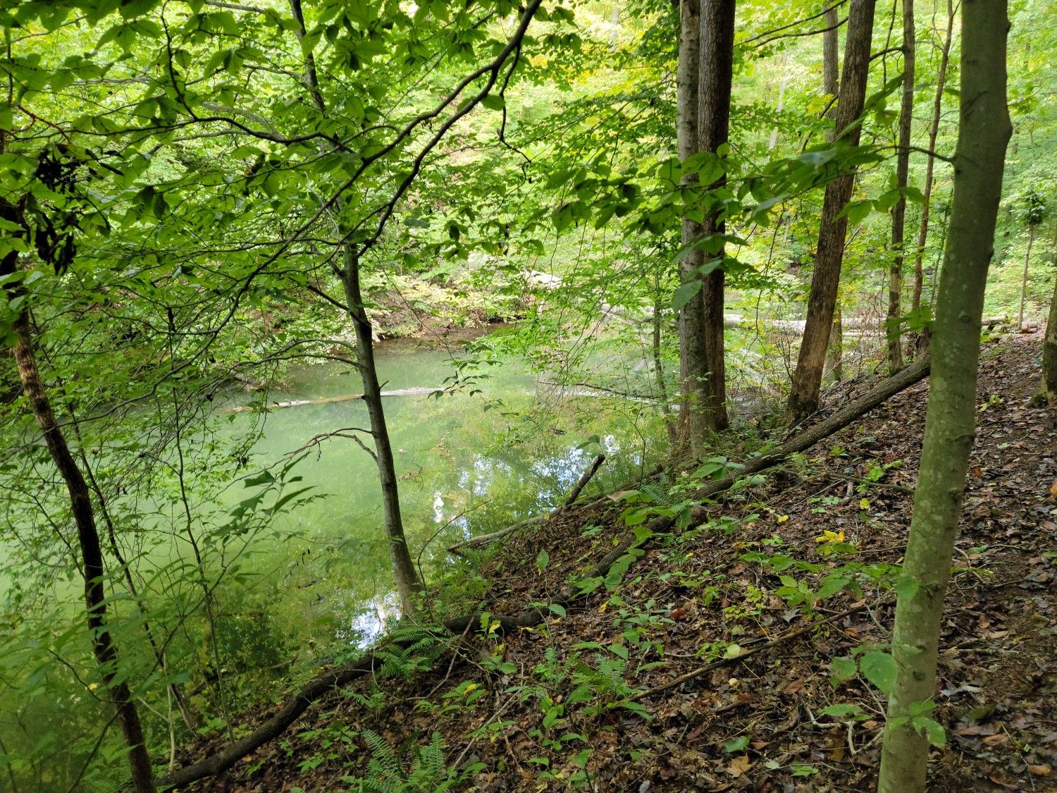 A lush green forest slopes down to a calm, green-tinted river. - Haw Ridge Trail System loop from Bull Run