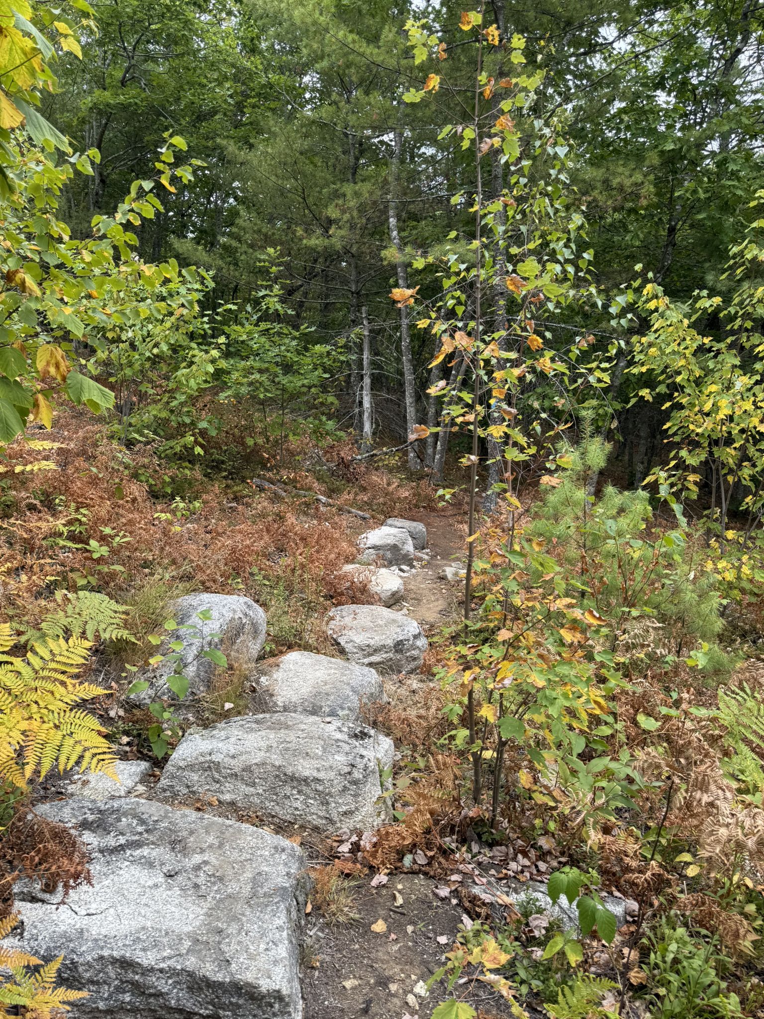 Forest path with large stepping stones winding through autumn foliage. - Mt. Waldo South Trail