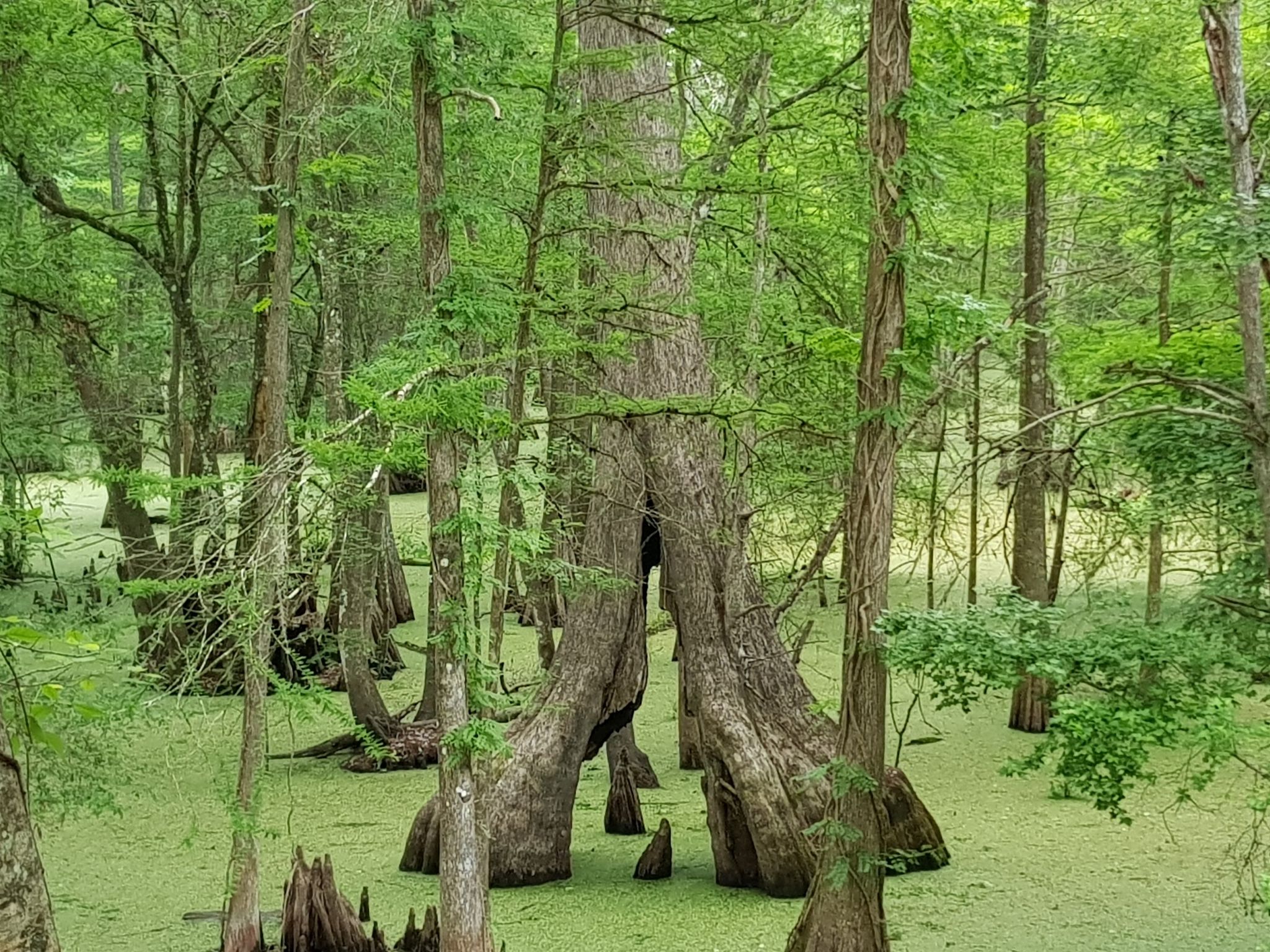 Dense swamp forest with large trees and green water under diffused light. - Withlacoochee State Trail and Croom Loop