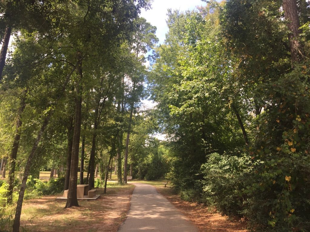 Paved path winding through a sunlit forest with tall green trees. - Along Cypress Creek – Cypress Creek Wetlands loop from Northwest Indoor Soccer Center