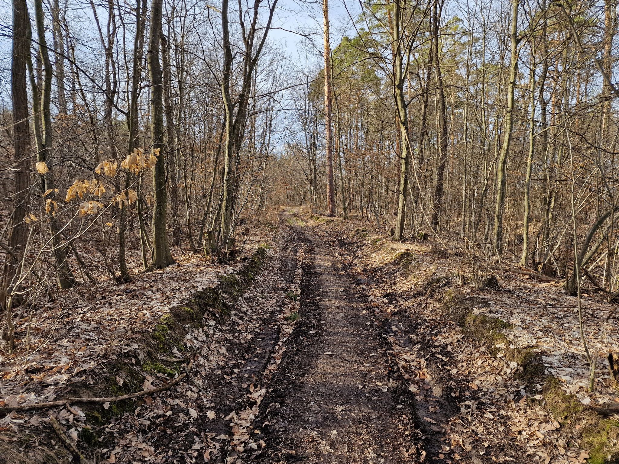 Waldstück bei Weppersdorf