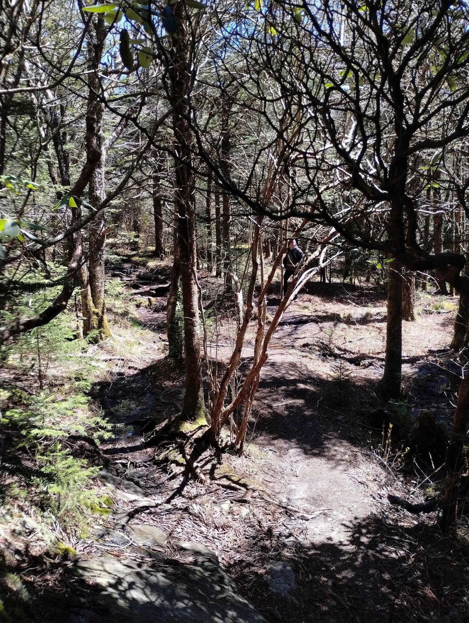 Sunlit forest floor with bare trees and dappled shadows on a clear day. - Hiking loop from View Devils Courthouse (MP 422.4)