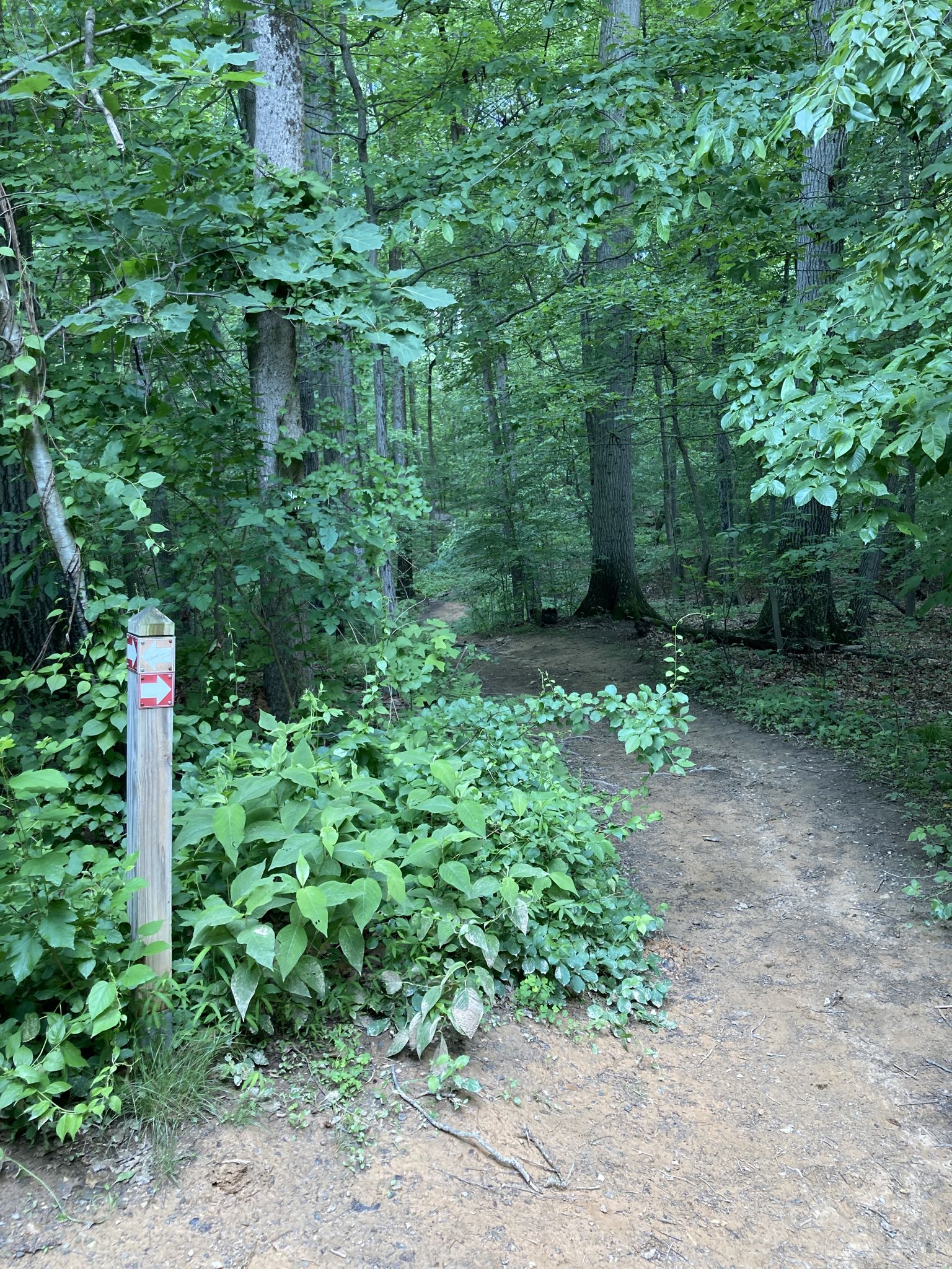 A wooden trail marker post beside a dirt path winding through green woods. - Loggers and S. James Campbell & Ivy Hill Trail Loop