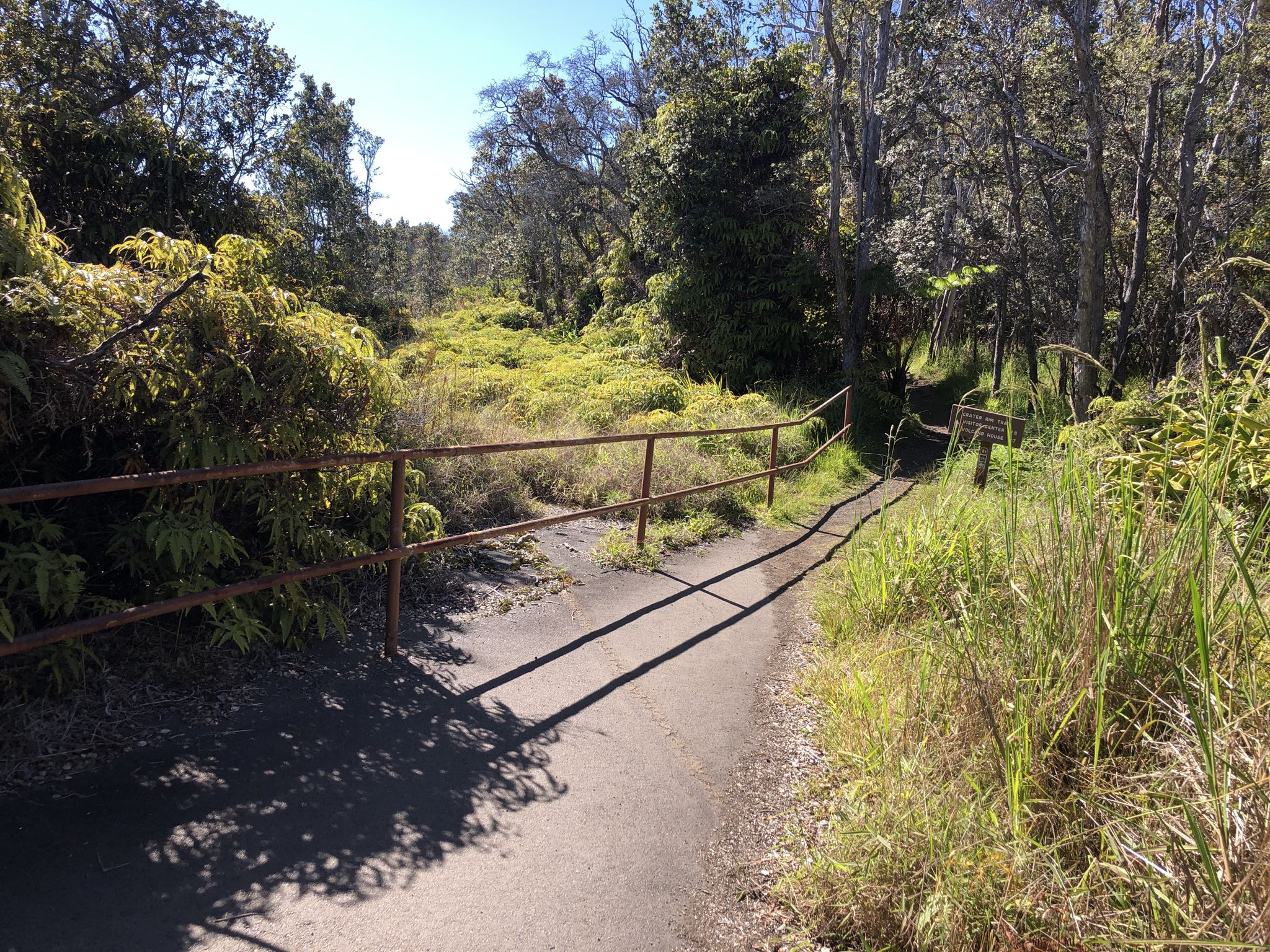 Paved path with a metal railing, leading into a sunny, overgrown forest. - Kīlauea Visitor Center – Volcano House Hotel loop from Kilauea Military Camp