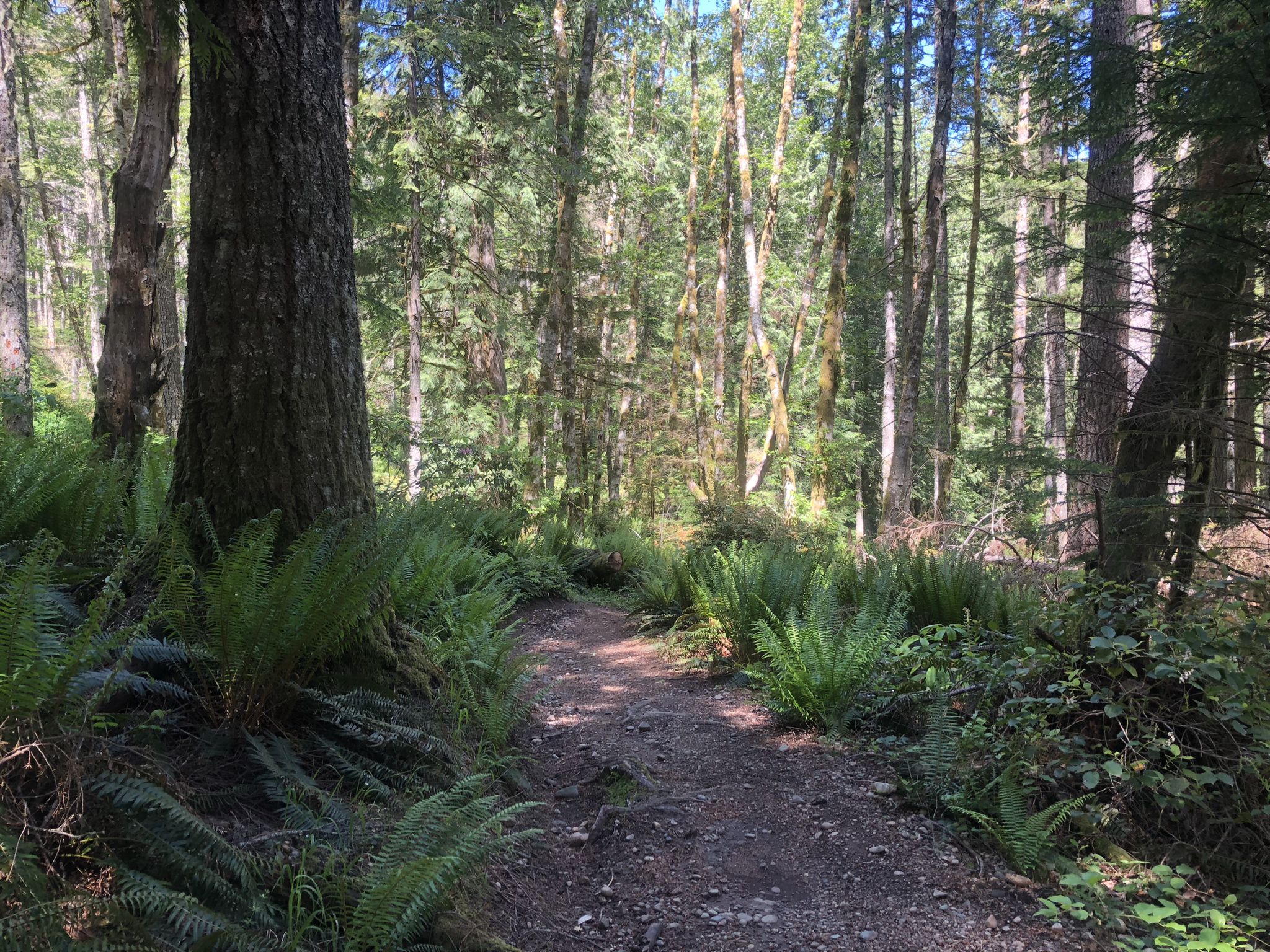 A sun-dappled dirt path winding through a dense forest with ferns. - Green Mountain loop from Wildcat Lake