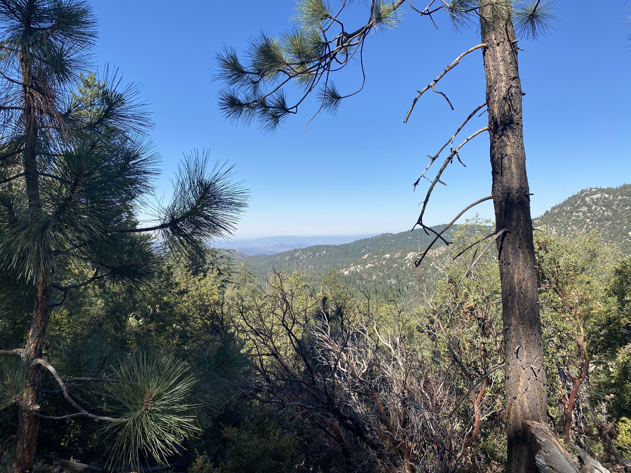 Pine trees frame a distant view of a forested valley under a clear blue sky. - Ernie Maxwell Trail loop from Fern Valley