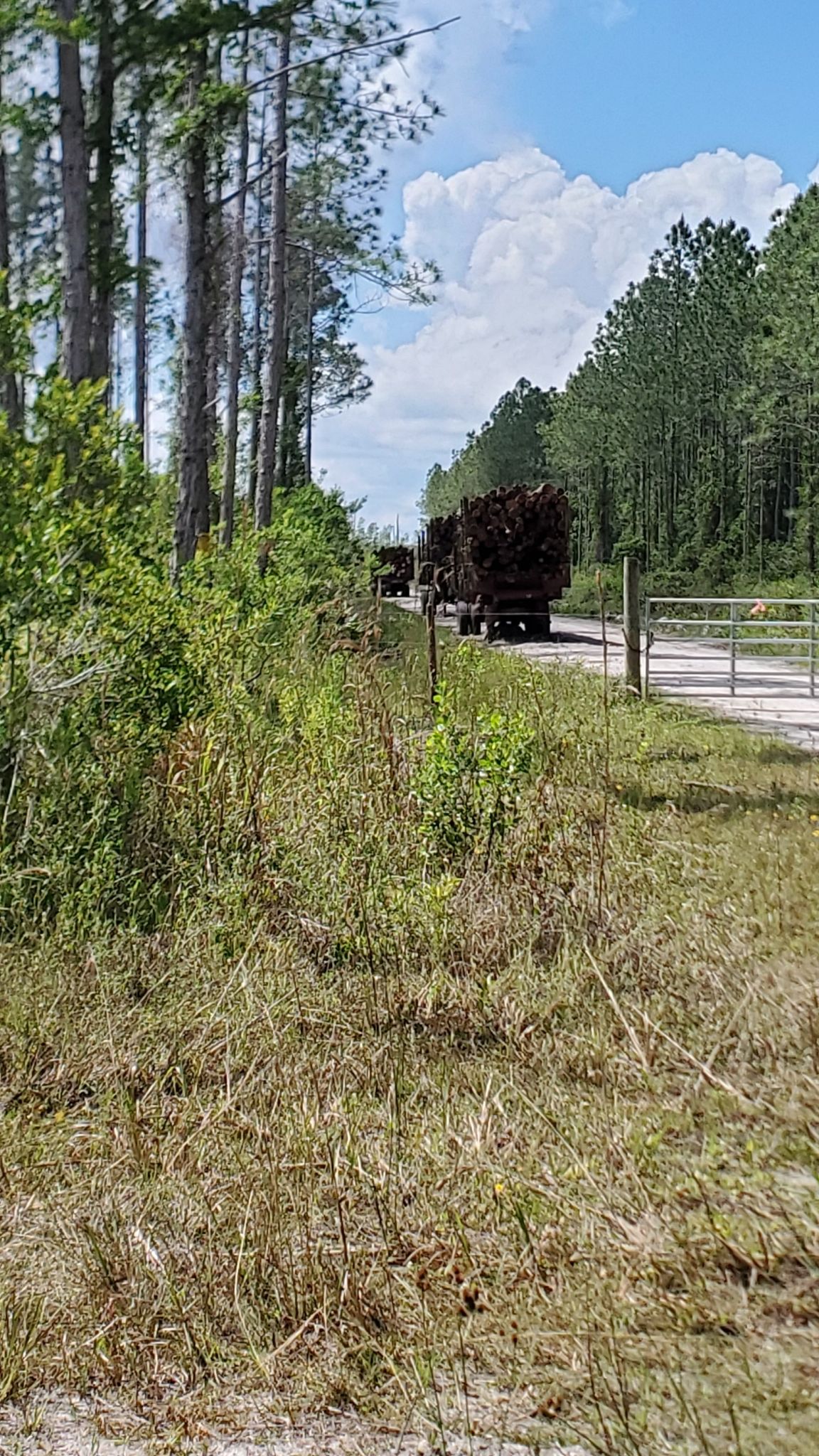 Logging trucks on a dirt road, surrounded by tall pine trees. - Vergie's Pit Stop loop from Osteen
