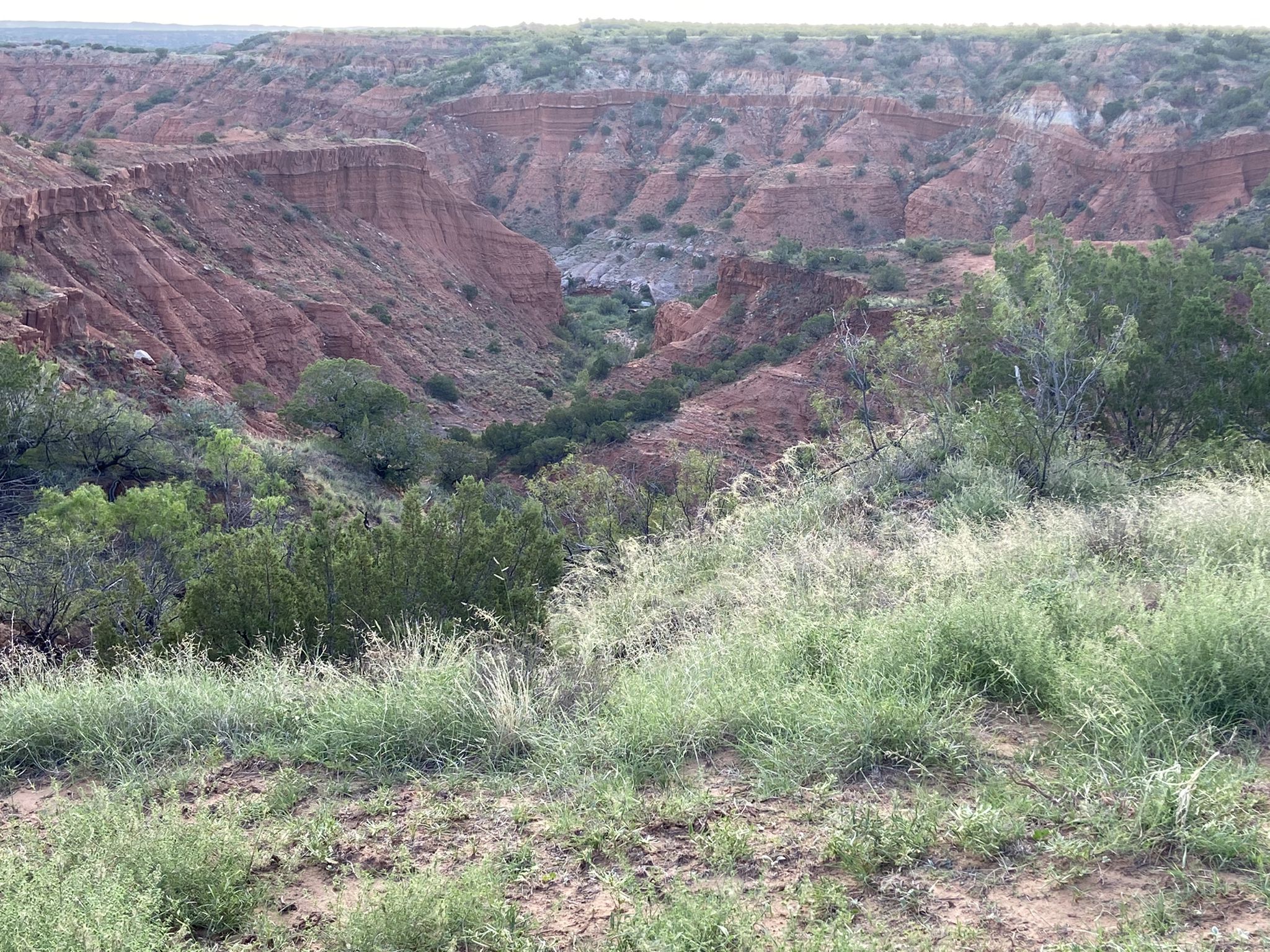 Green grass foreground overlooking a deep red rock canyon. - Canyon Rim Trail Loop