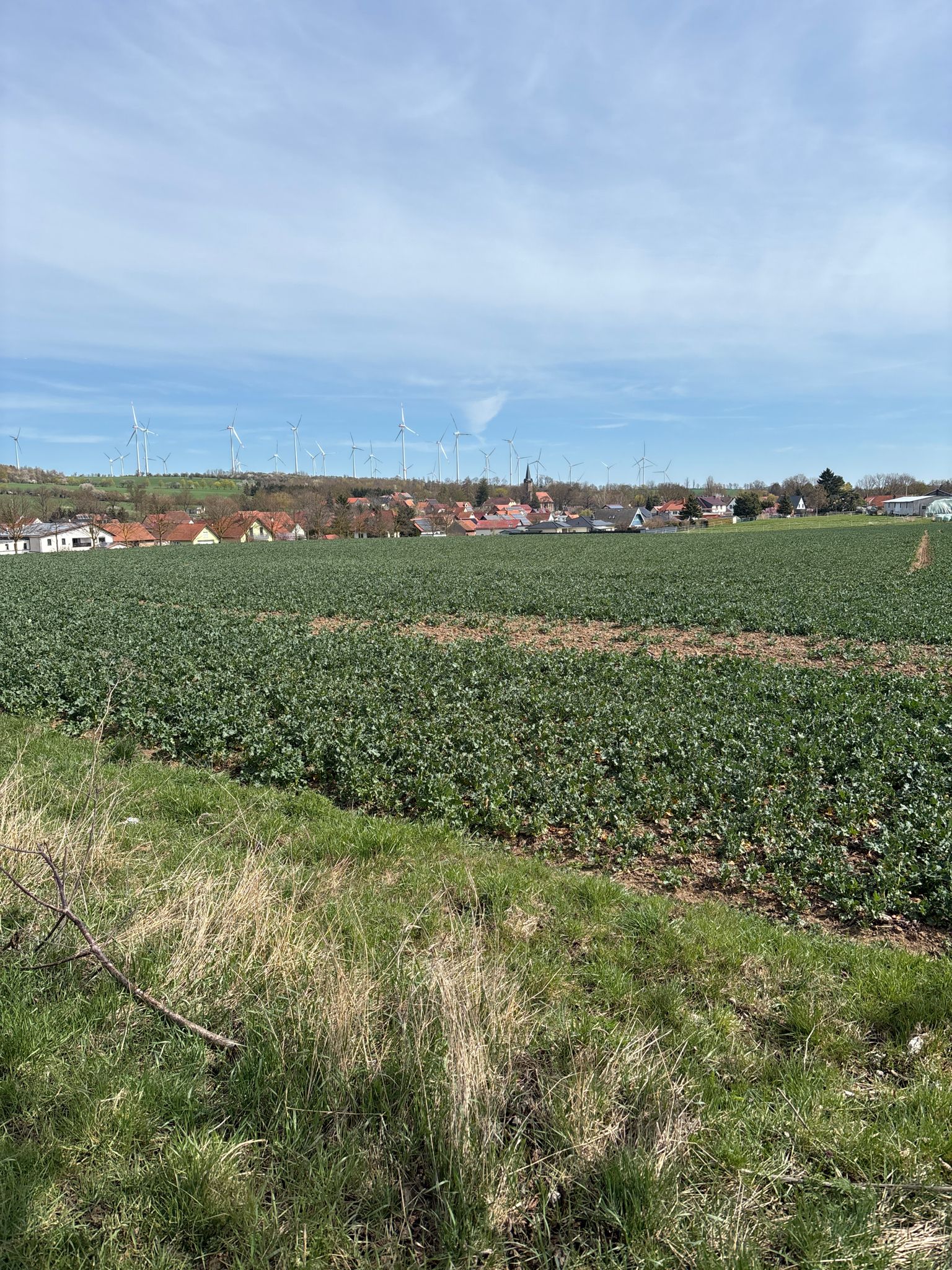 Wangenheim