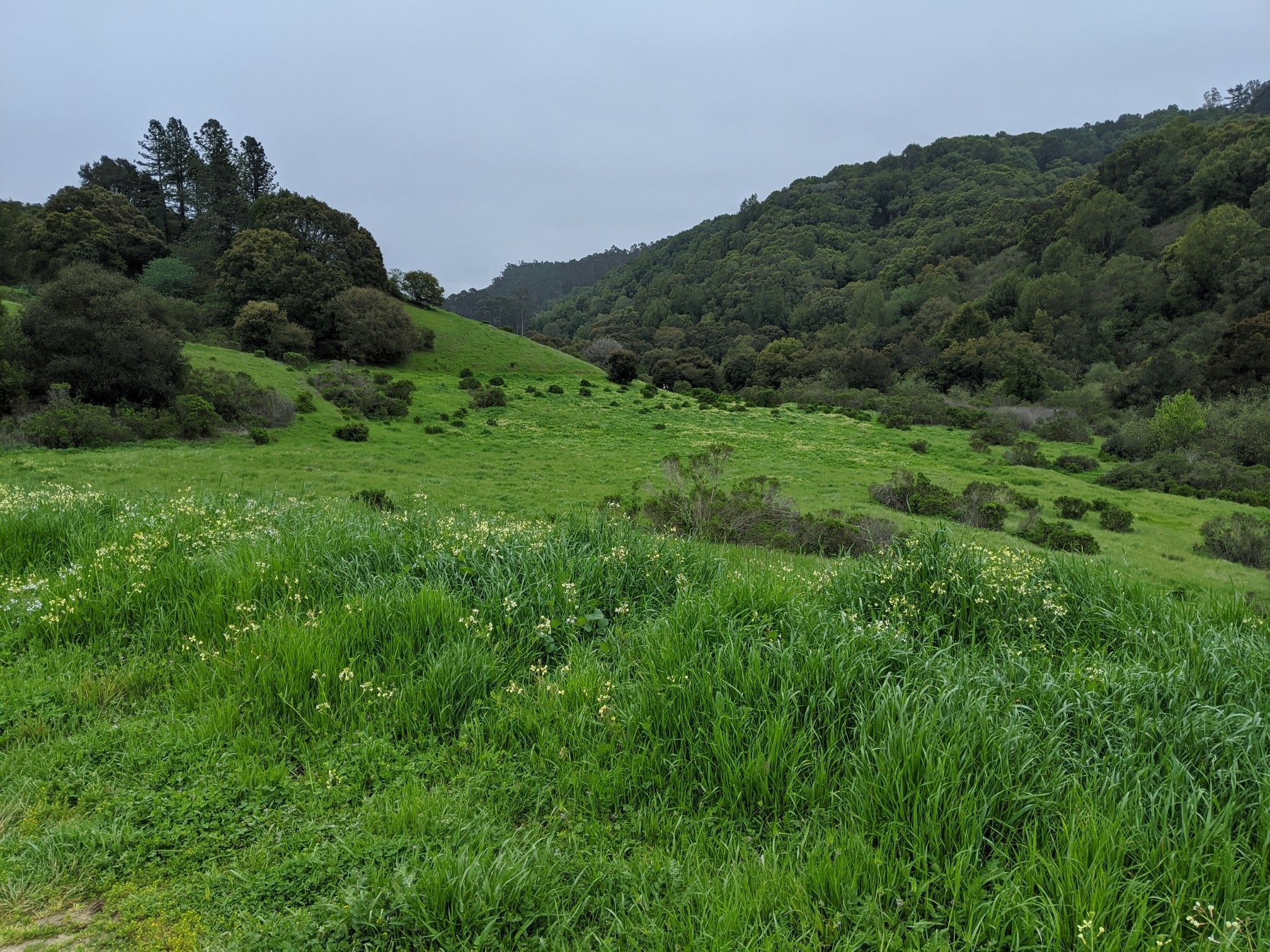 Lush green valley with rolling hills under an overcast sky. - Brandon Trail – Brandon Trail loop from Anthony Chabot Regional Park