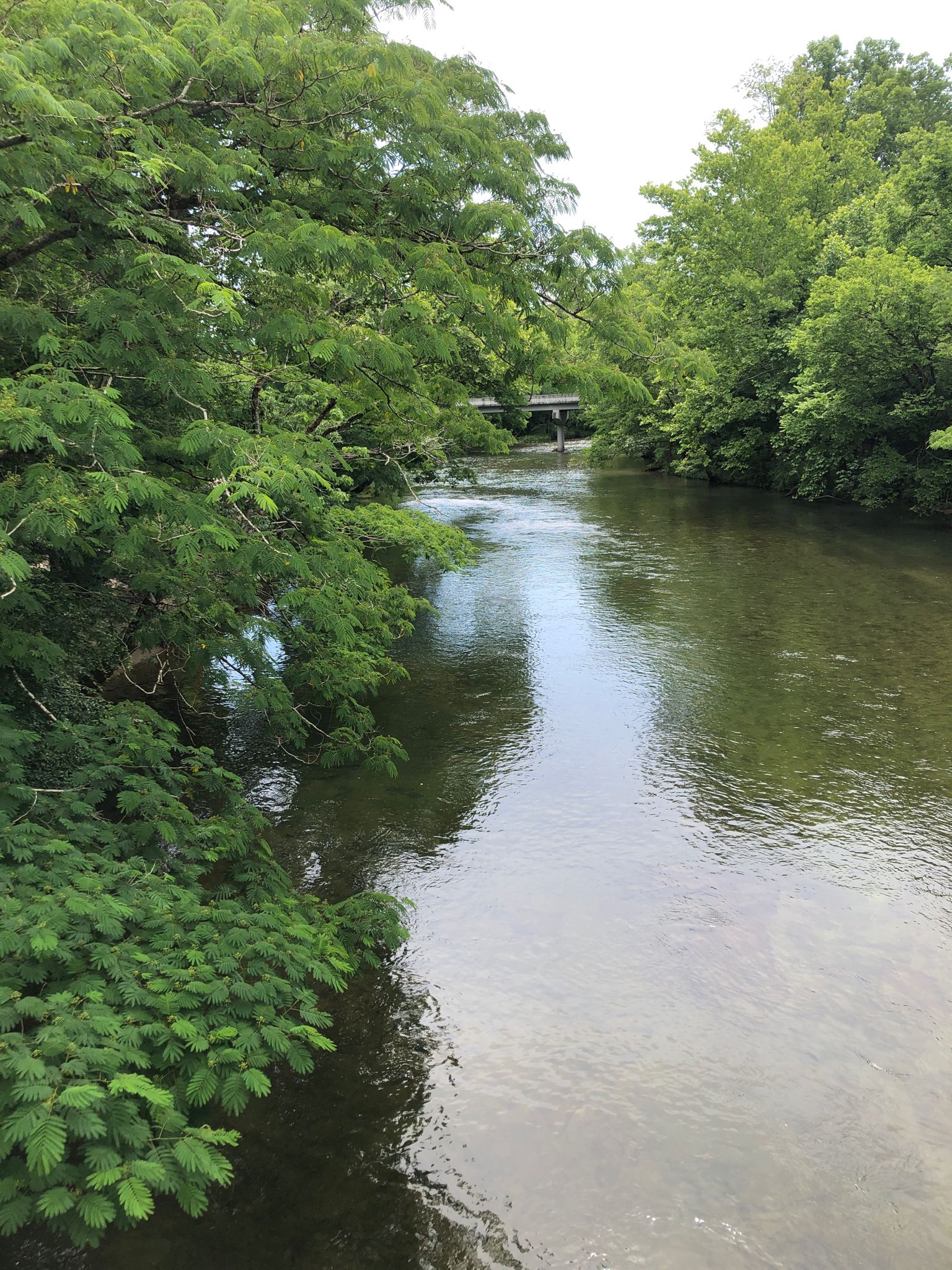 Clear river flowing through a lush green forest with a distant bridge. - Covered Bridge Over the River loop from West Prong Little River