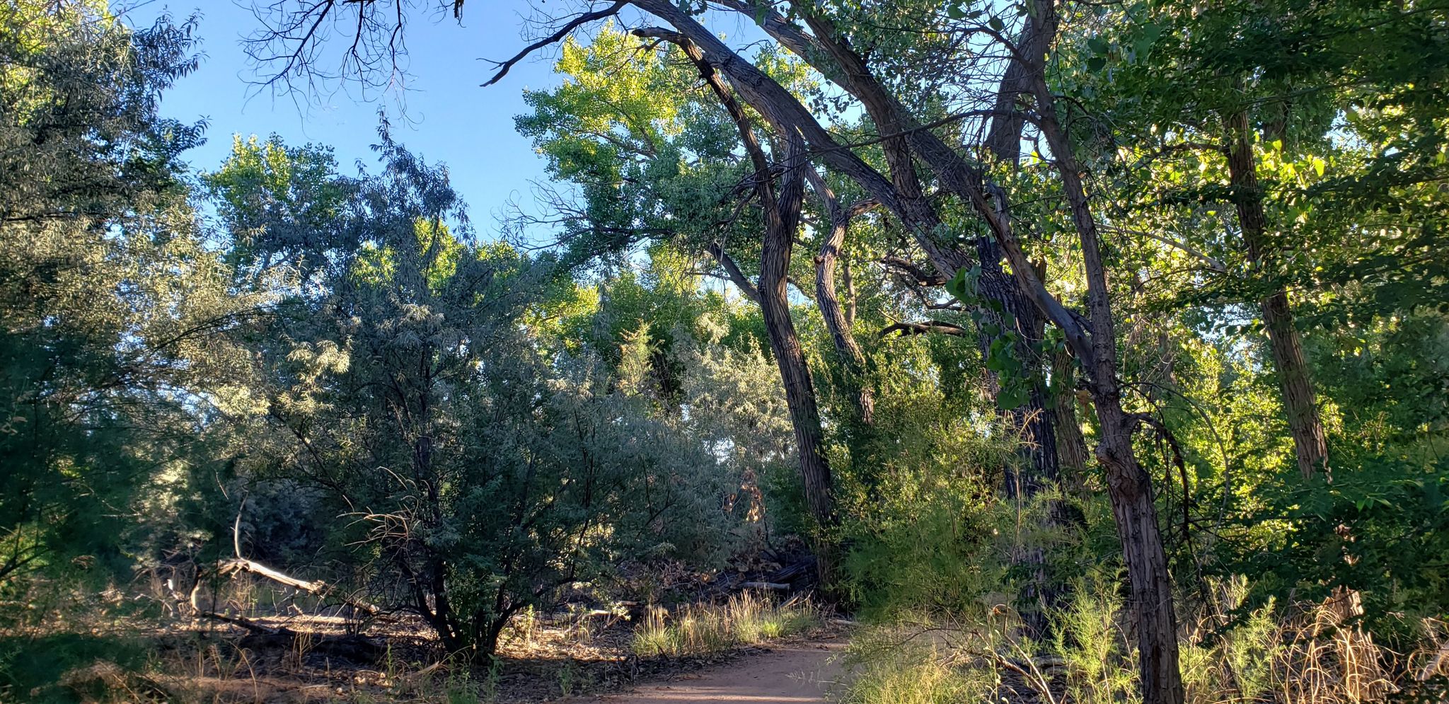 Sunlit dirt path winding through a dense forest with tall green trees. - Paseo del Bosque Trail Loop