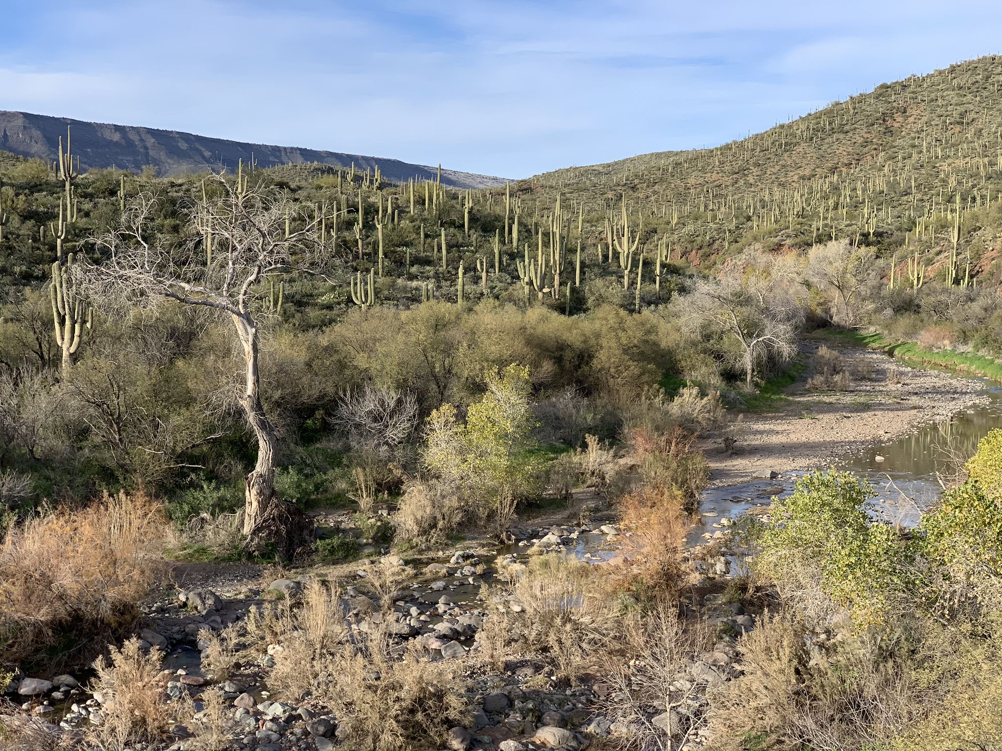 Desert landscape with saguaro-covered hills, a dry riverbed, and bright daylight. - Cottonwood to Skull Mesa Trail