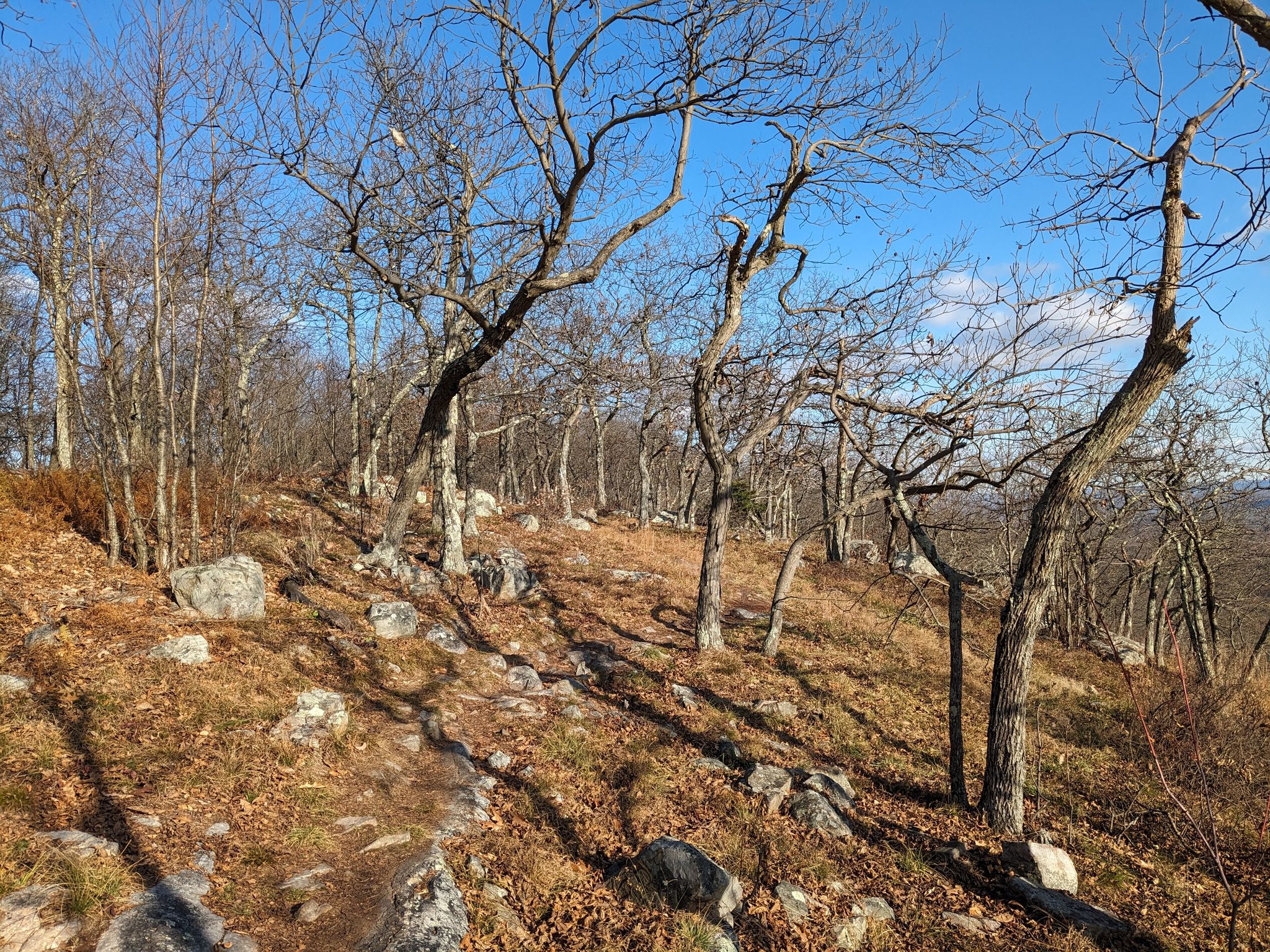 Rocky forest path winding through bare trees on a sunny day. - Raccoon Ridge via Coppermine, Appalachian, and Kaiser Trails Loop