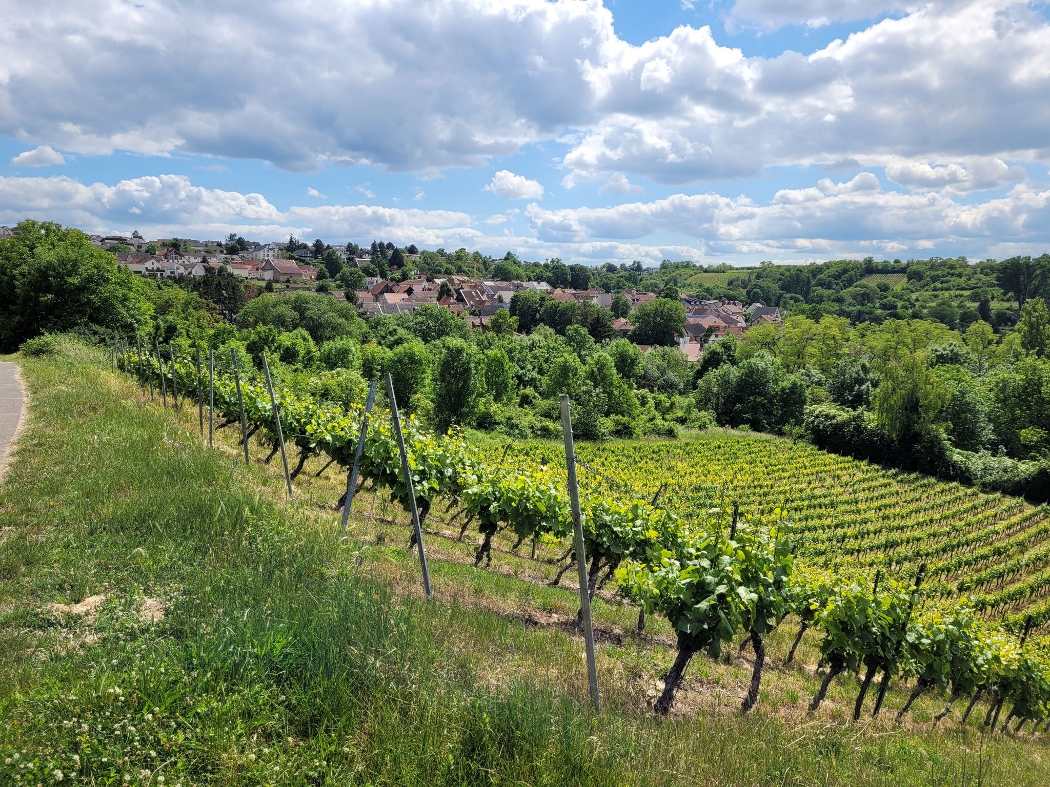 Blick nach Wackernheim