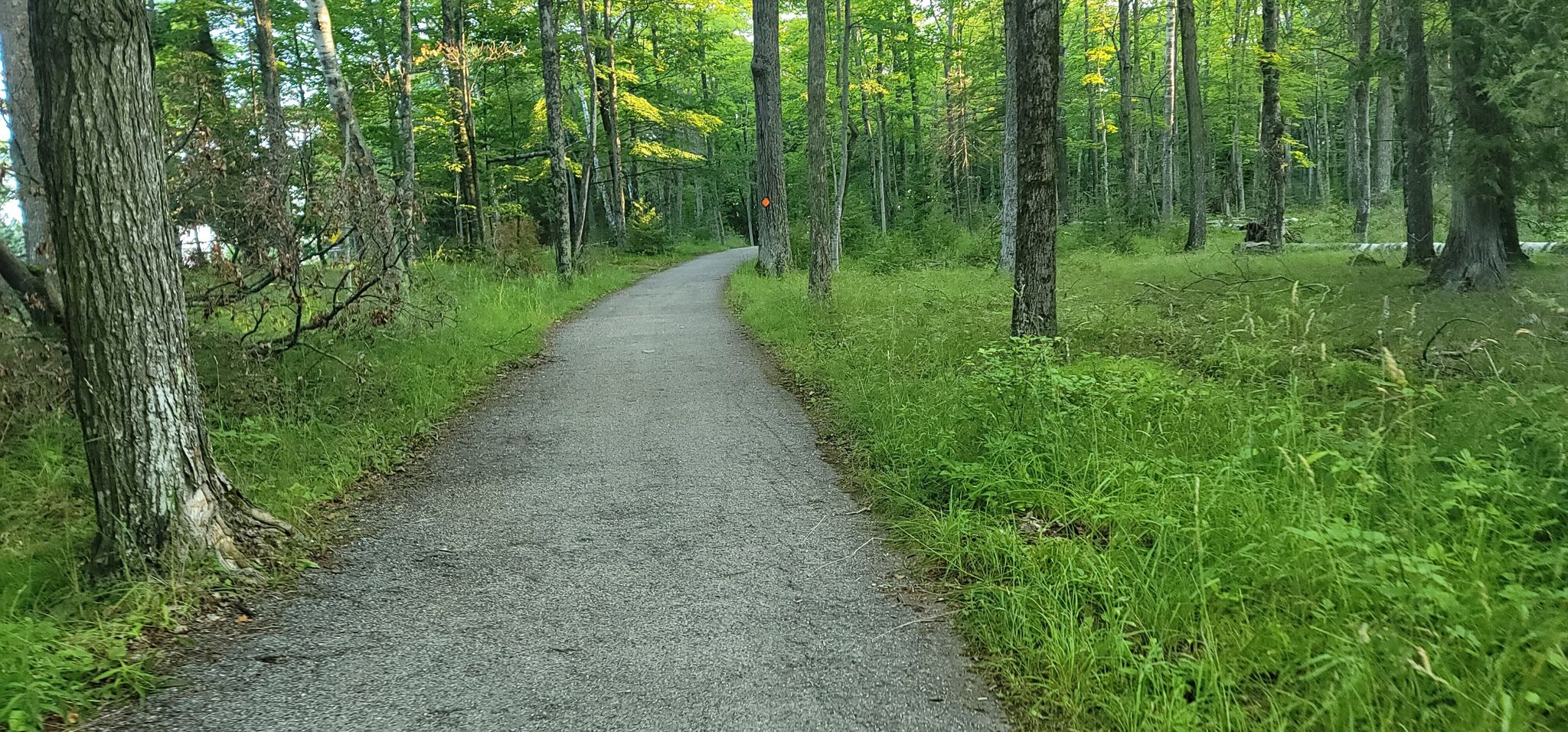 Shaded dirt path winding through a lush green forest. - Eagle Bluff Lighthouse – View of Peninsula State Park loop from Eagle Bluff Lighthouse