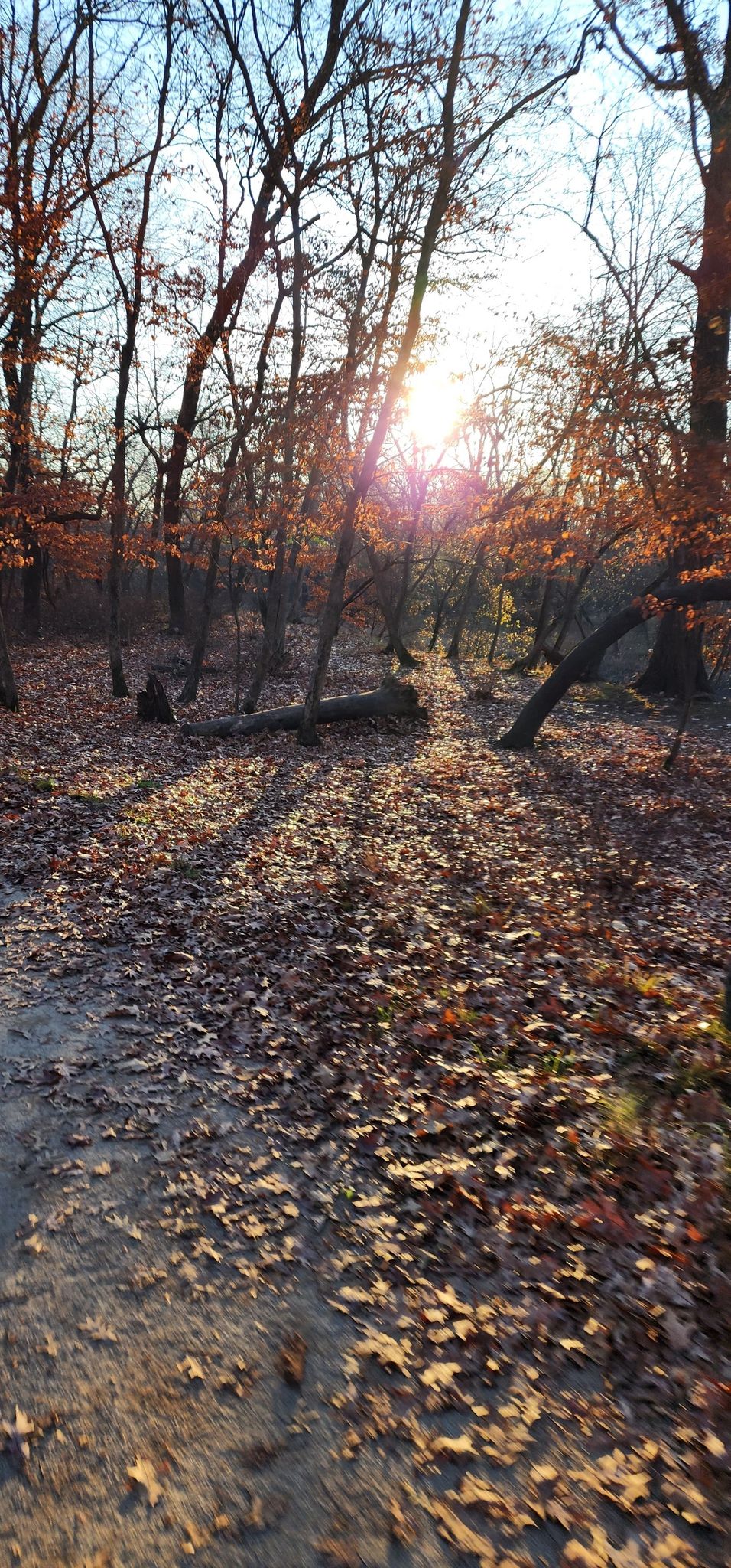 Golden sunlight streams through autumn trees onto a leaf-covered forest path. - Robinson Woods North – Robinson Woods South loop from Cumberland