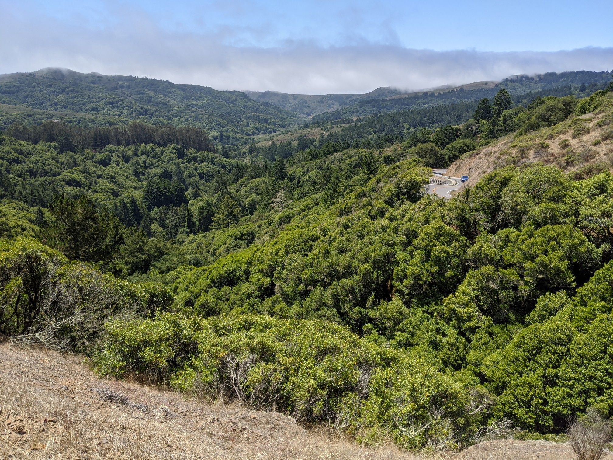 Expansive valley covered in dense green forest under a cloudy sky. - Muir Woods Cycle Loop