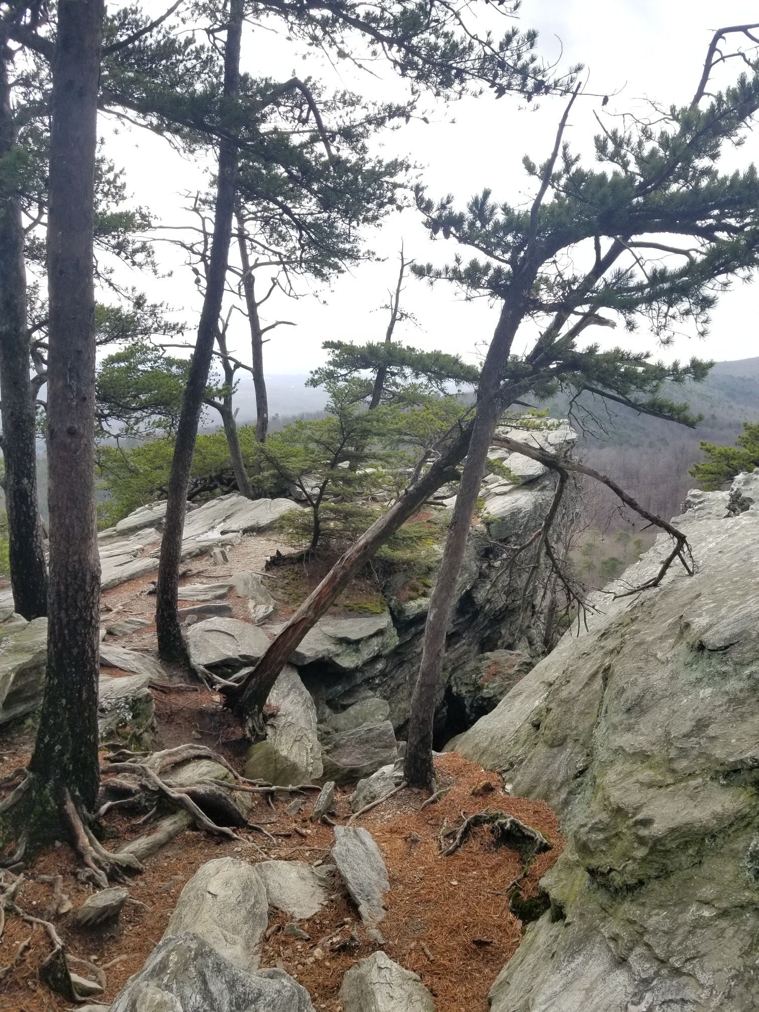 Pine trees growing among large rocks on a cloudy, overcast day. - Indian Creek Trail Loop