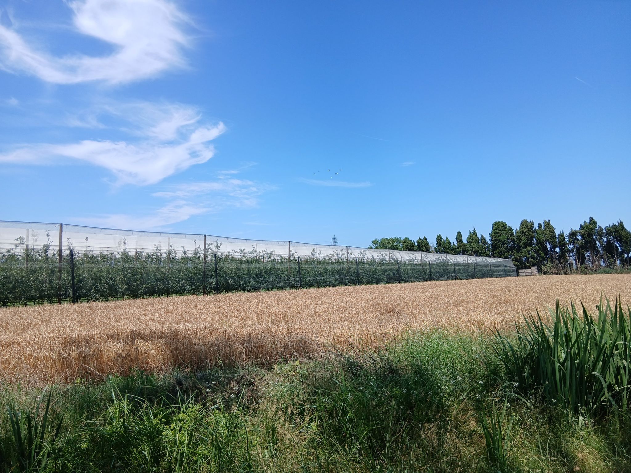fruitplantage