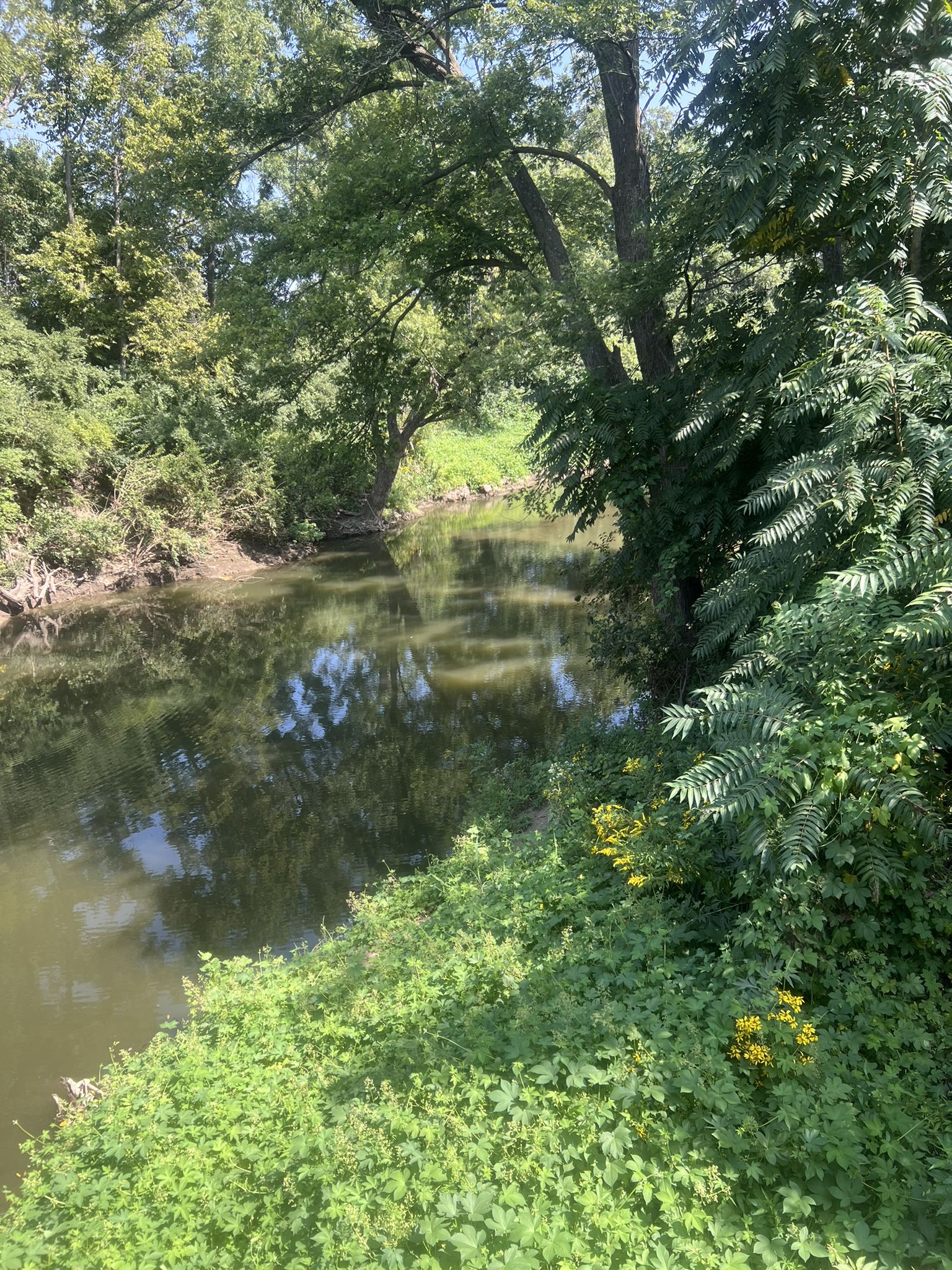 A calm river flows through dense green trees and bushes on a sunny day. - Swope Park Mountain Bike Trail – Alex George Lake loop from Lee's Summit