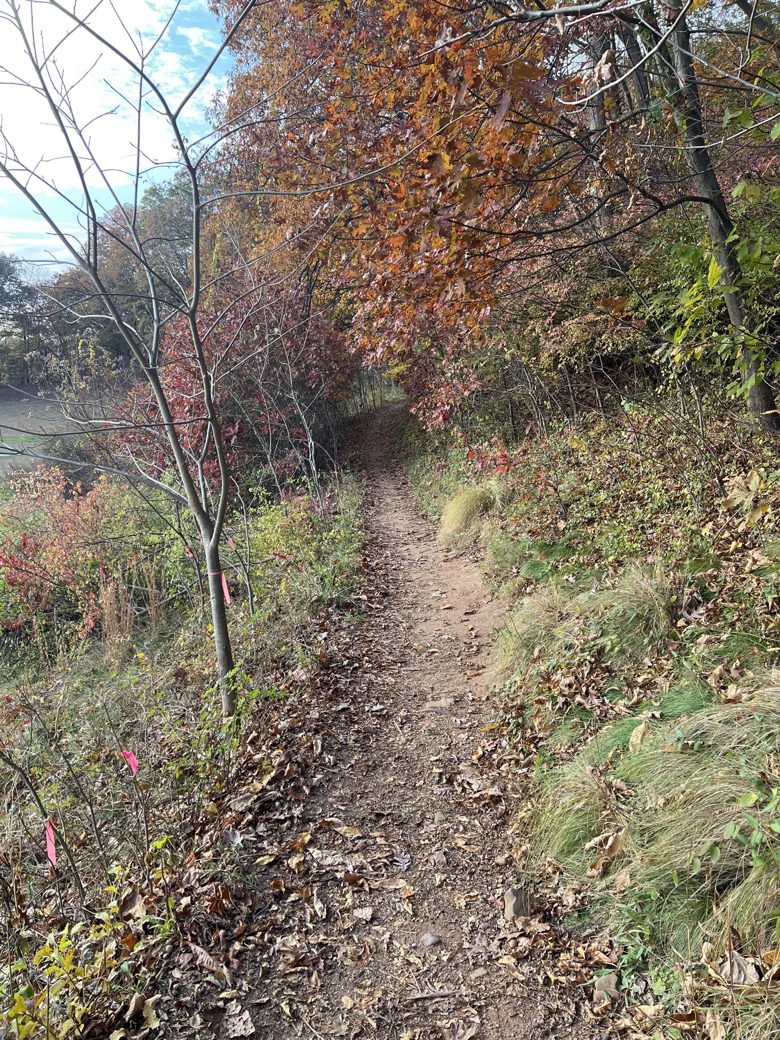 A dirt path winding through autumn woods with colorful foliage. - Mill River and Orange Trail Loop