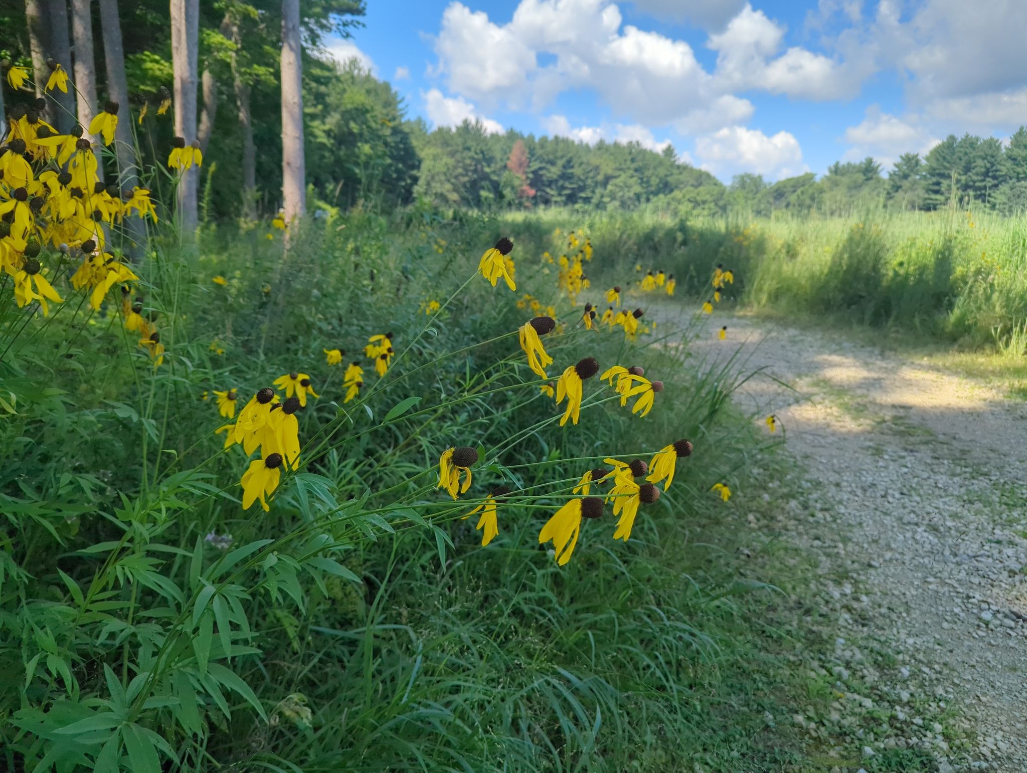 Bright yellow flowers bloom beside a gravel path in a sunny field. - Curtis Prairie, Noe Woods, and Leopold Pines Loop