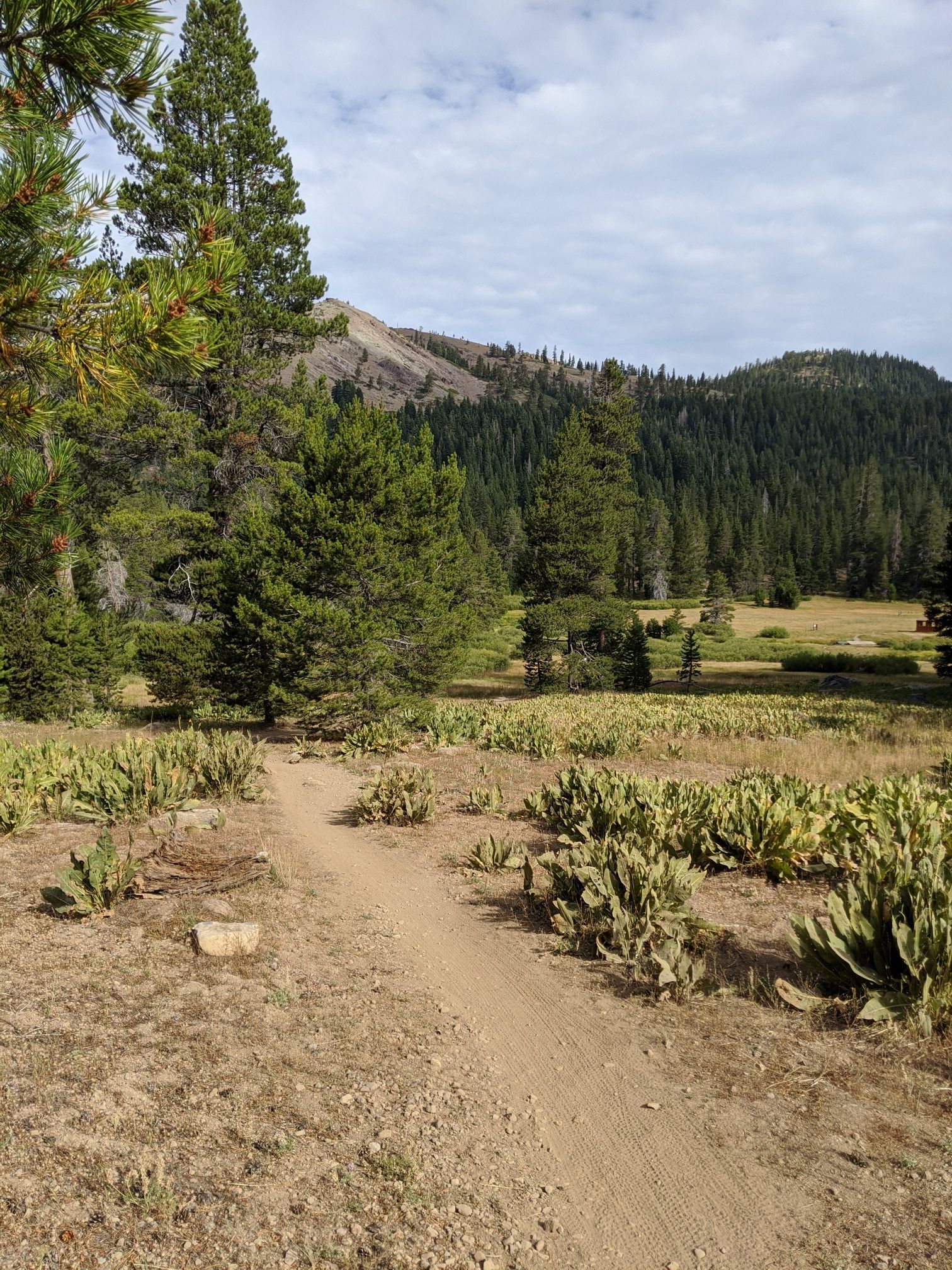 A dirt path winds through a sunny meadow with pine trees and mountains. - West Mustang Sally Trail – Cinnamon Twist Downhill loop from Tahoe Donner Day Lodge