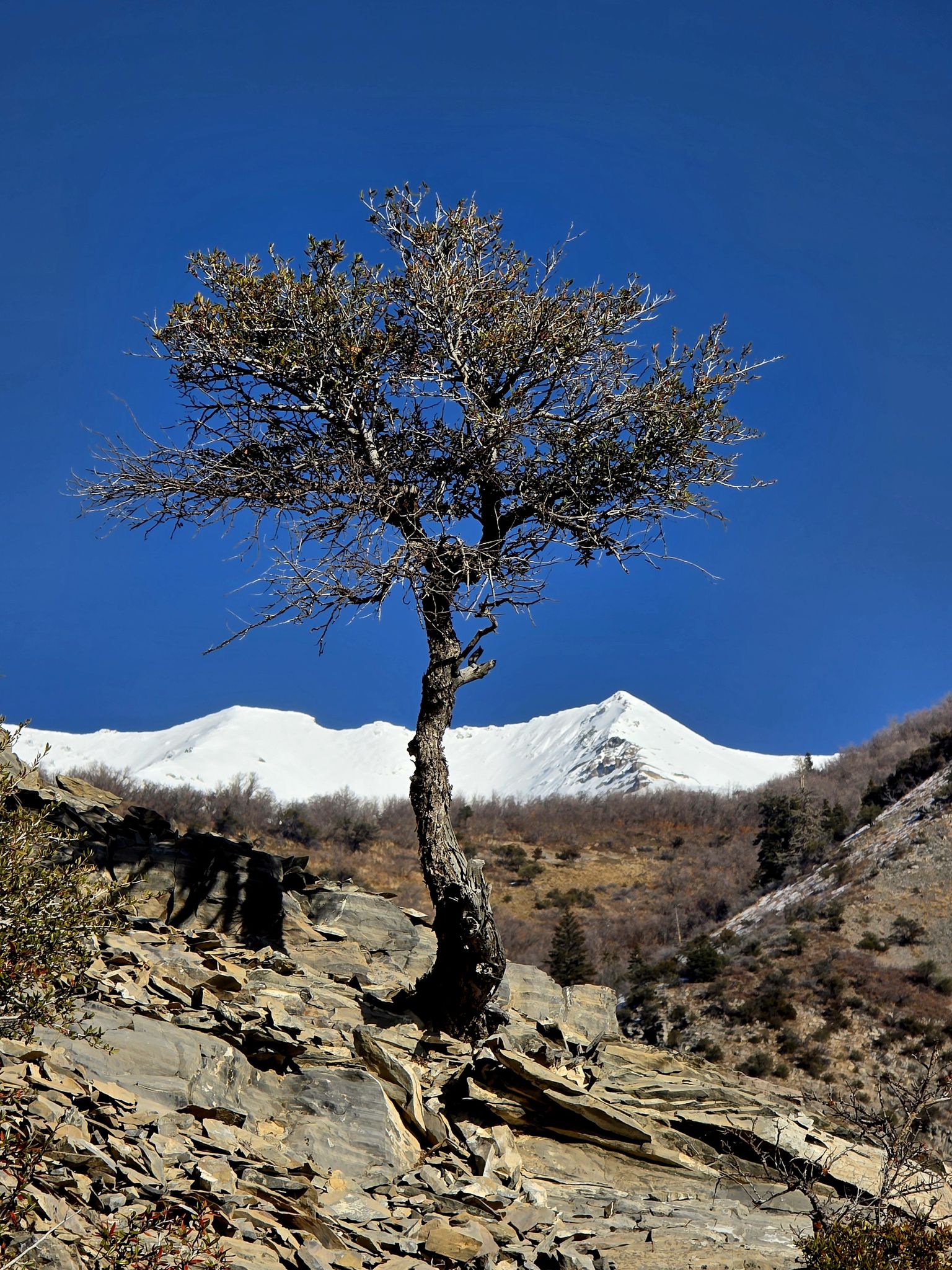 Gnarled tree on a rocky slope with a snow-capped mountain under blue sky. - Grove Creek Trail