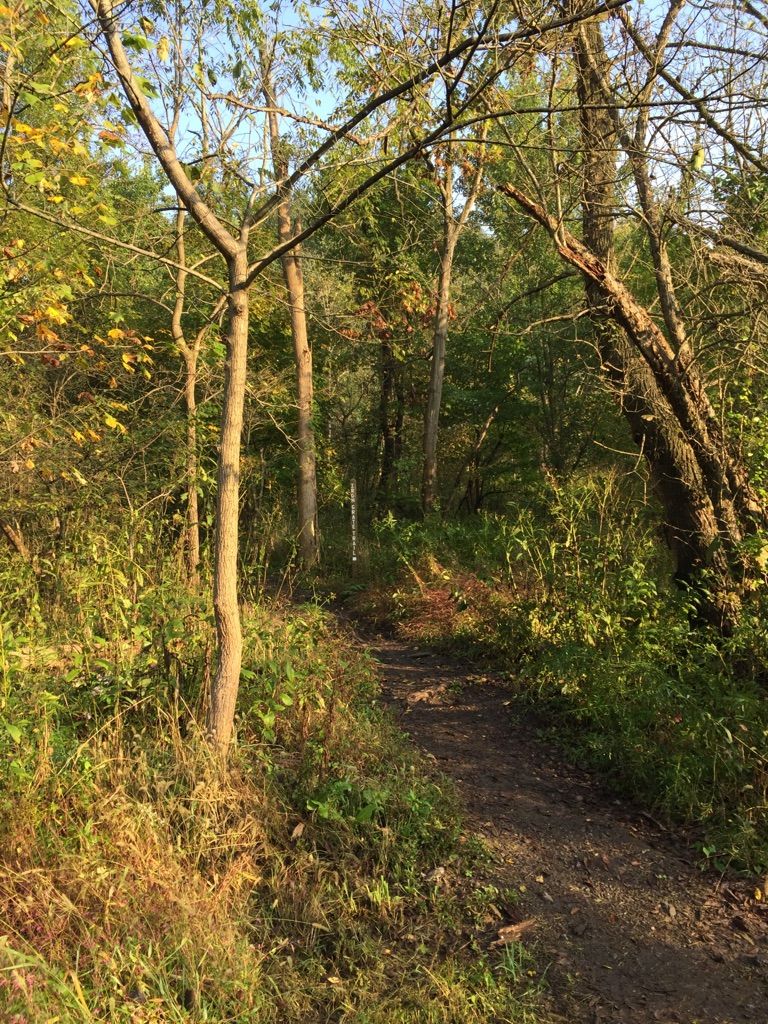 Narrow dirt path winding through a sun-dappled forest with green and yellow leaves. - Frick Park Hiking Trail