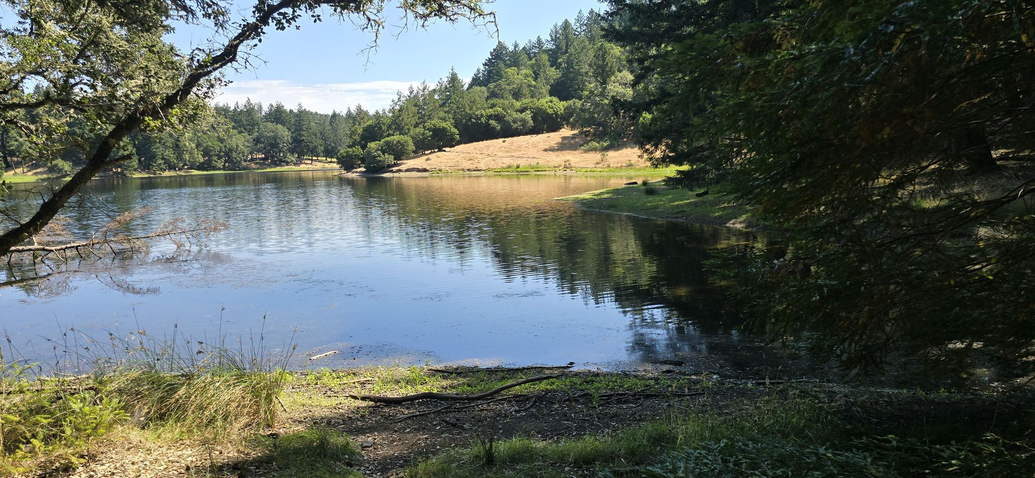 Calm lake with tree-lined shores and sunny, dry grassy hills beyond. - Lagunitas, Bon Tempe, and Alpine Lakes via Lakeview and Cataract Loop