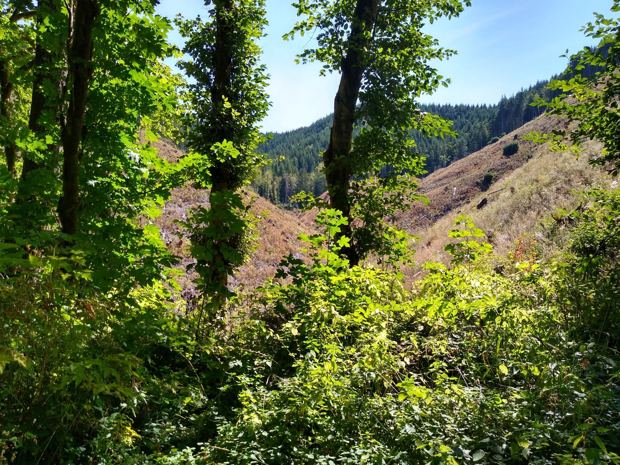 Lush green foliage in the foreground with a cleared, re-growing hillside beyond. - Banks-Vernonia State Trail – Banks-Vernonia State Trail loop from Vernonia