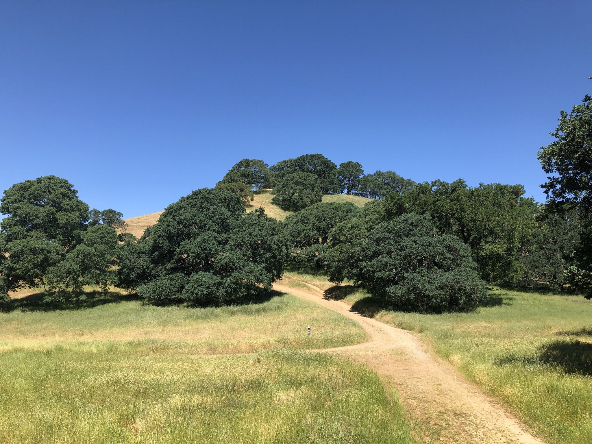 Dirt path through a sunny meadow with oak trees on rolling hills. - Thermalito, Ridgeline, and Oak Tree Trail Loop